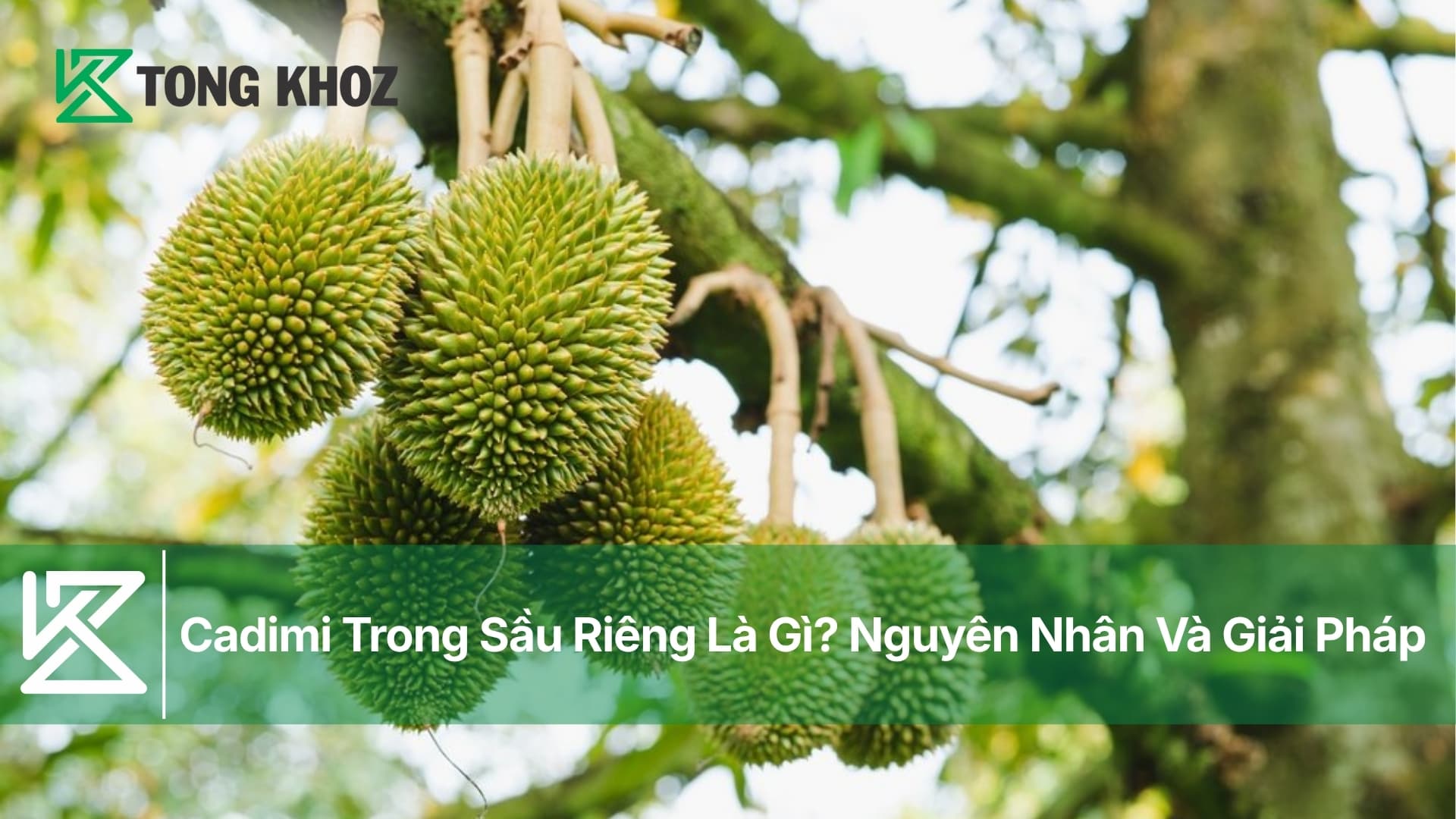 Cadimi Trong Sầu Riêng Là Gì? Nguyên Nhân Và Giải Pháp