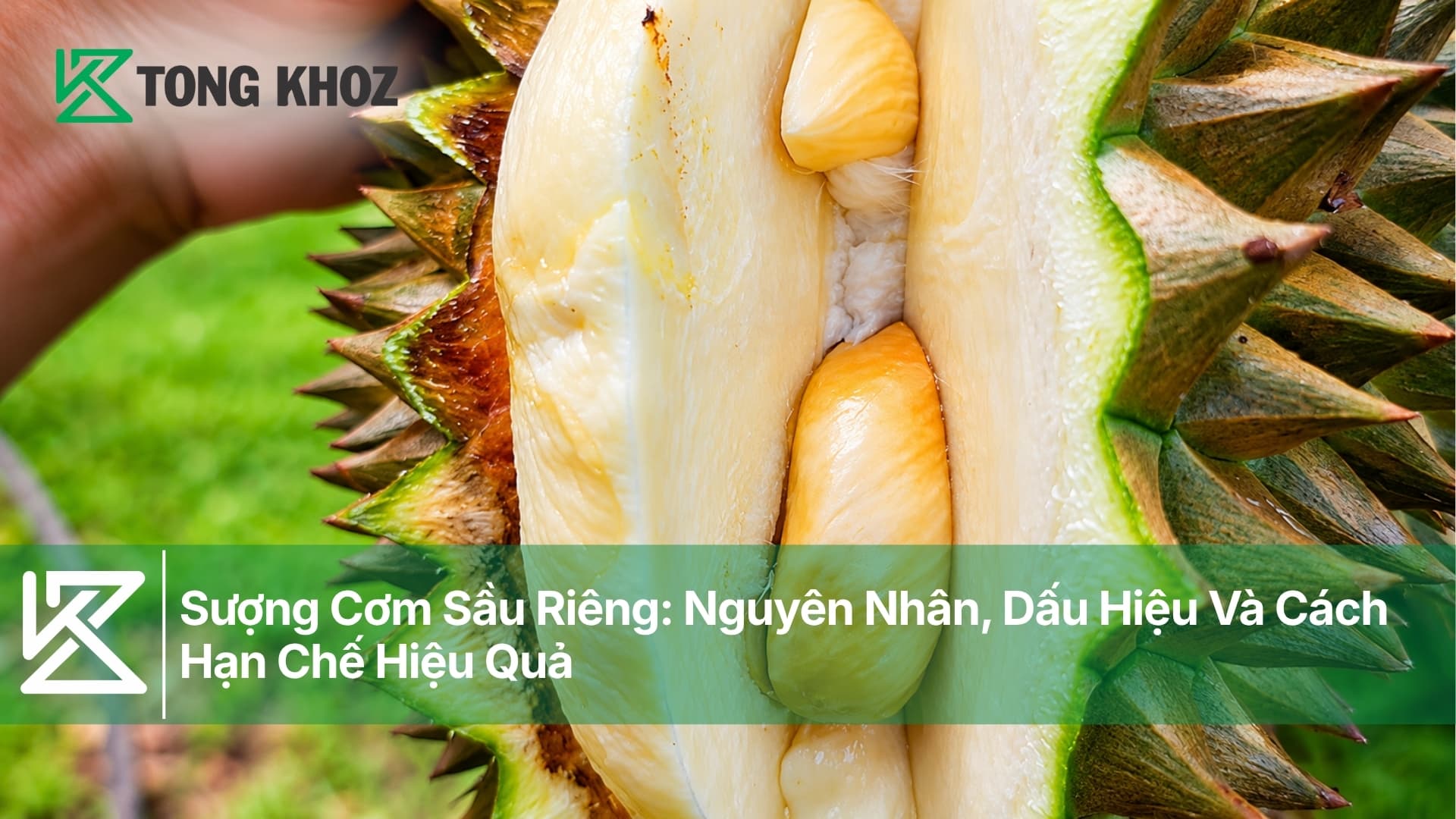 Sượng Cơm Sầu Riêng: Nguyên Nhân, Dấu Hiệu Và Cách Hạn Chế