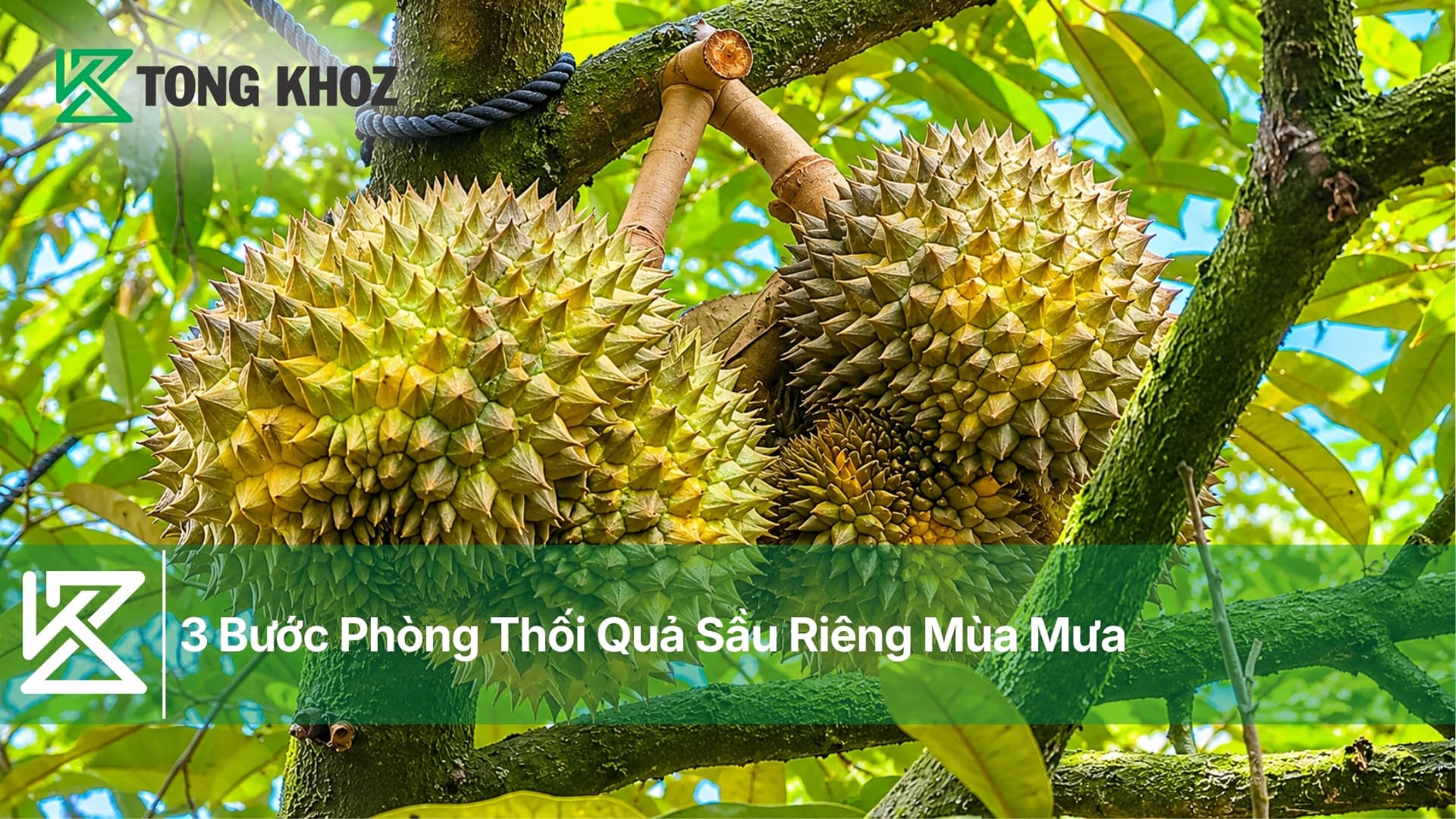 3 Bước Phòng Thối Quả Sầu Riêng Mùa Mưa