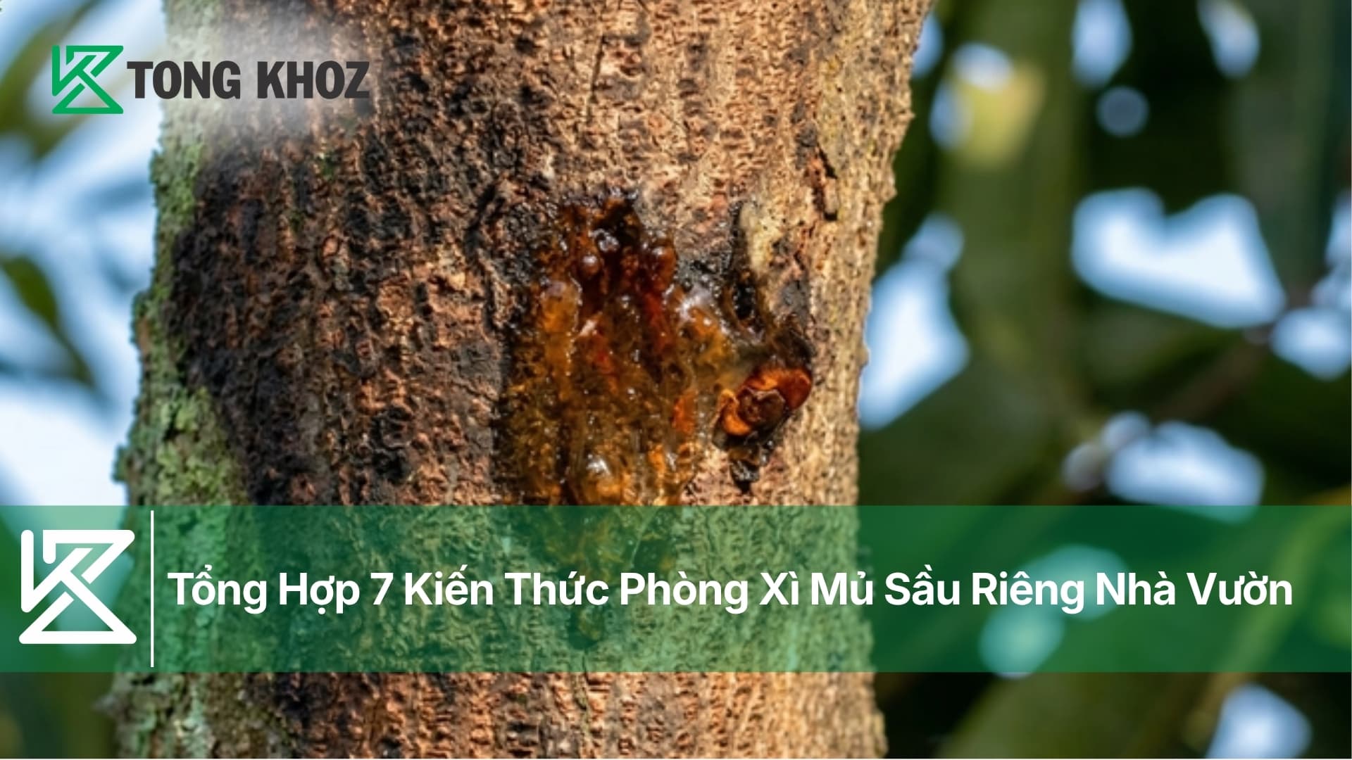 Tổng Hợp 7 Kiến Thức Phòng Xì Mủ Sầu Riêng Nhà Vườn