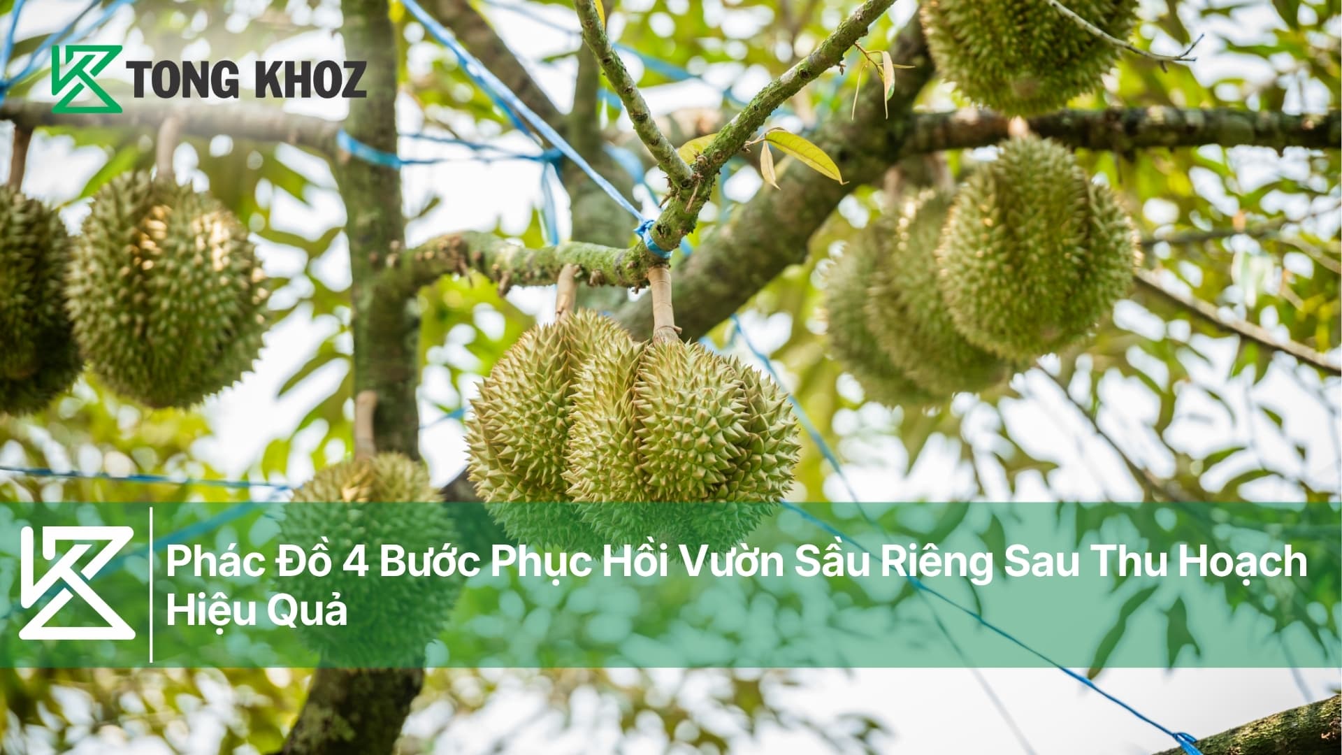 Phác Đồ 4 Bước Phục Hồi Vườn Sầu Riêng Sau Thu Hoạch Hiệu Quả