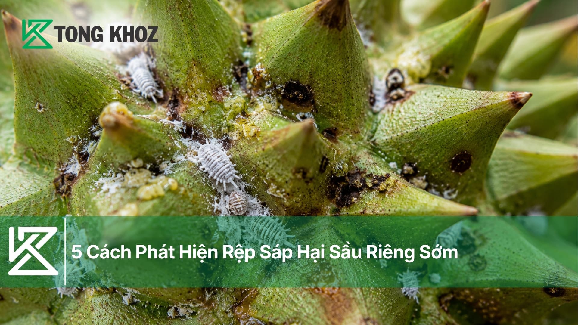 5 Cách Phát Hiện Rệp Sáp Hại Sầu Riêng Sớm