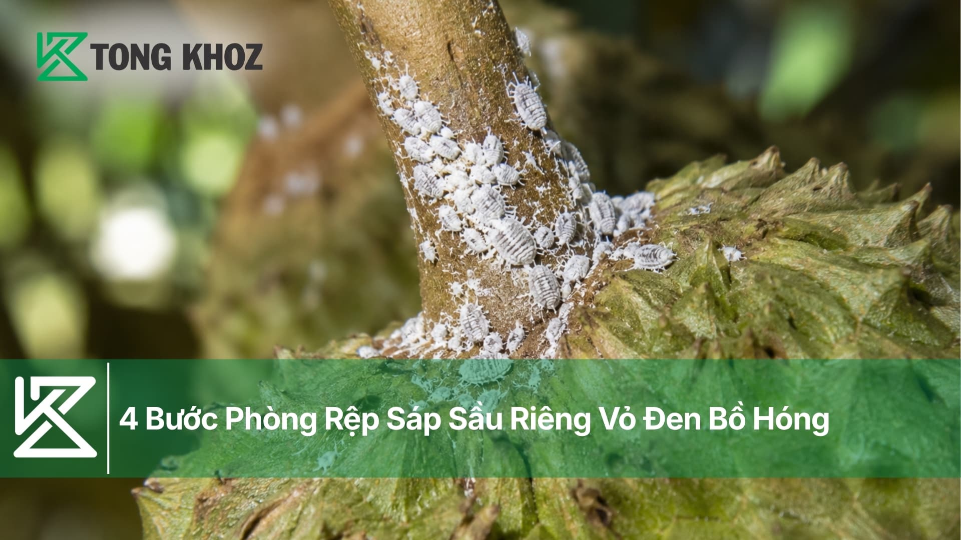 4 Bước Phòng Rệp Sáp Sầu Riêng Vỏ Đen Bồ Hóng