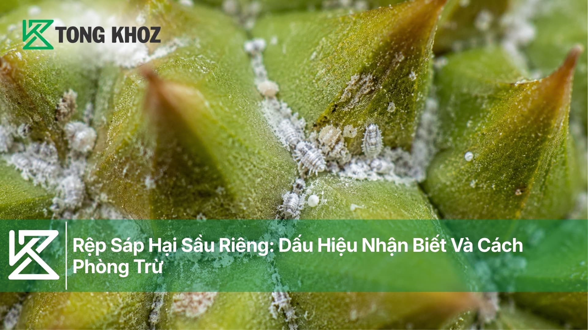 Rệp Sáp Hại Sầu Riêng: Dấu Hiệu Nhận Biết Và Cách Phòng Trừ