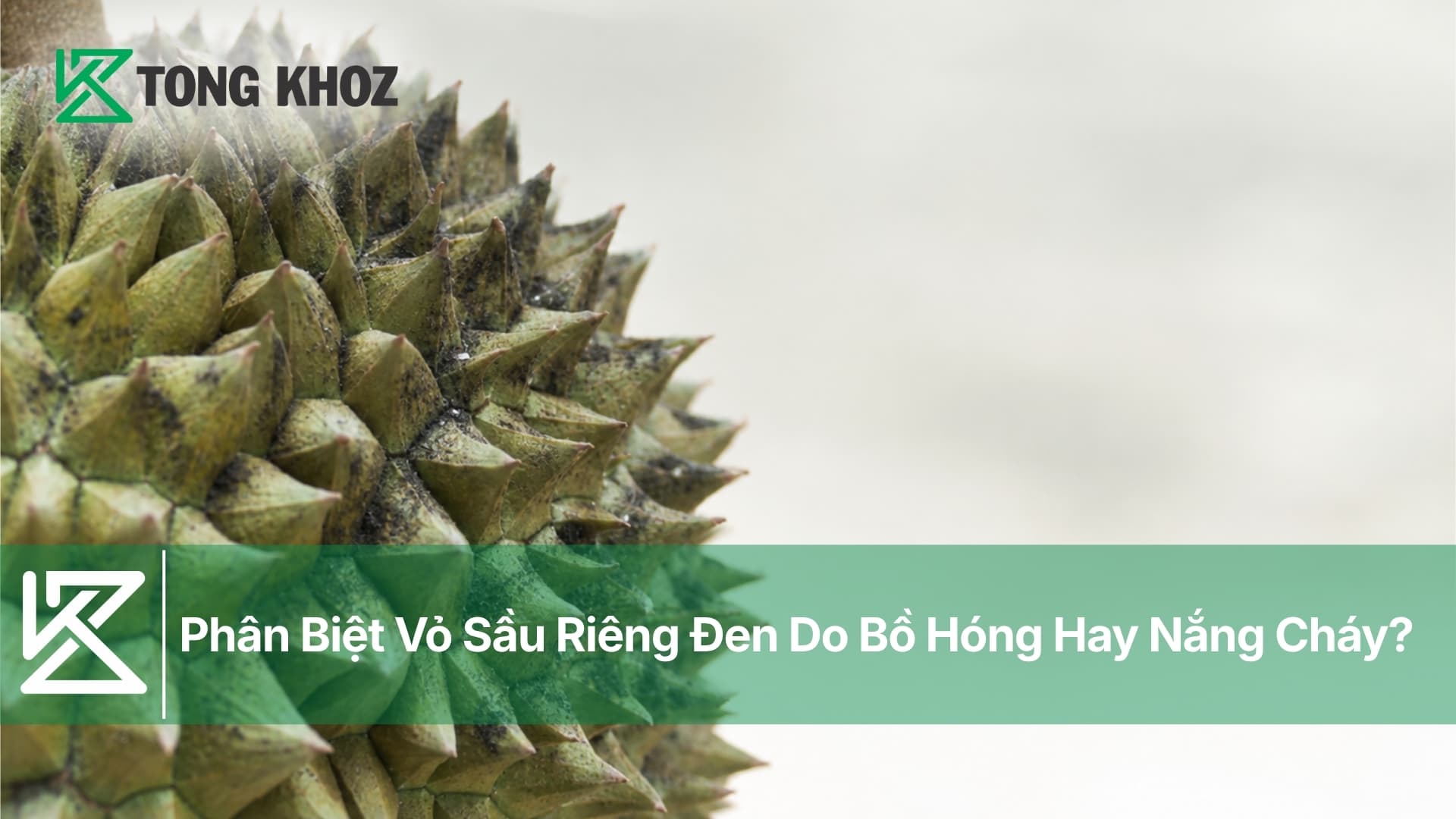 Phân Biệt Vỏ Sầu Riêng Đen Do Bồ Hóng Hay Nắng Cháy?