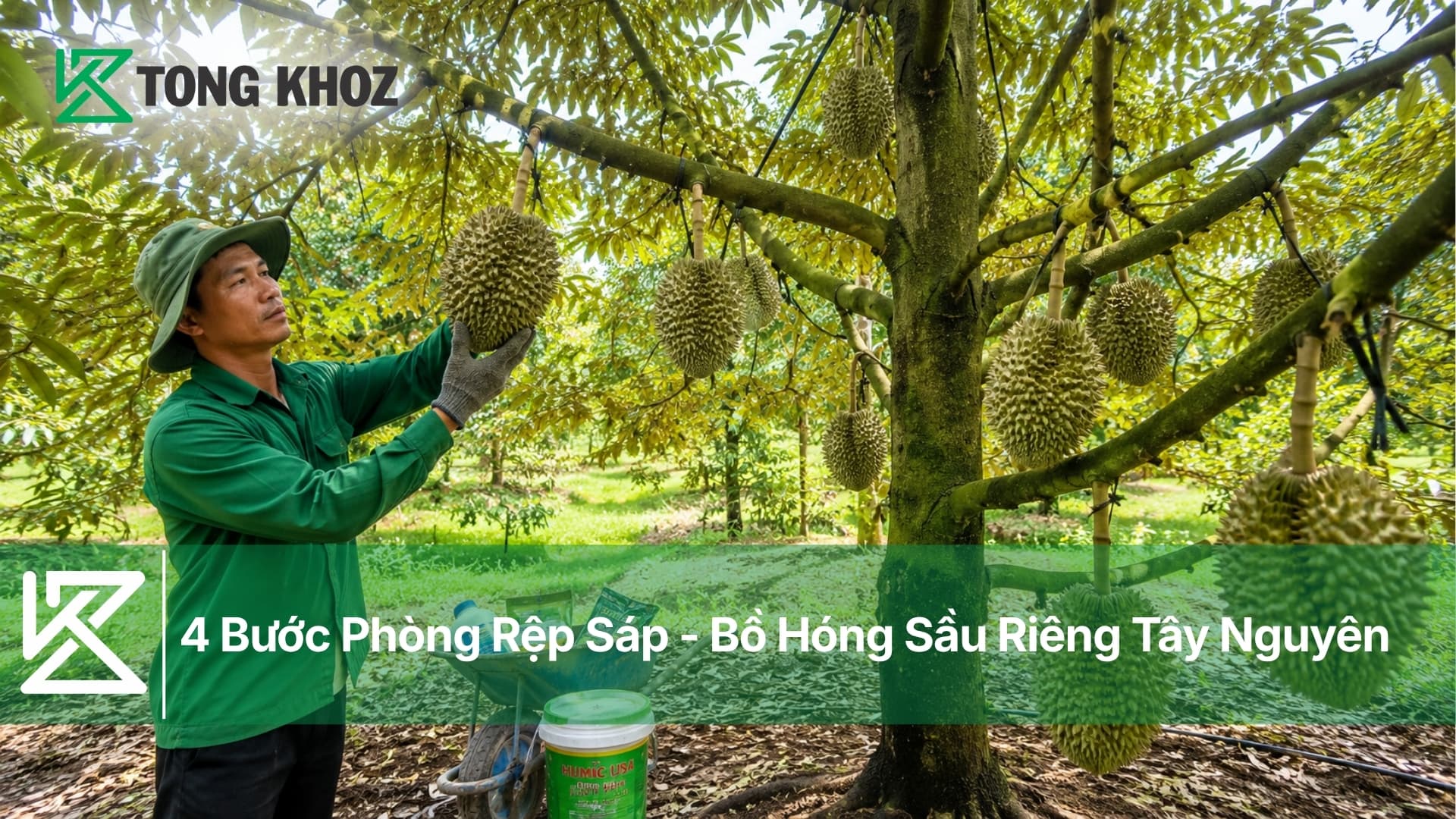 4 Bước Phòng Rệp Sáp - Bồ Hóng Sầu Riêng Tây Nguyên