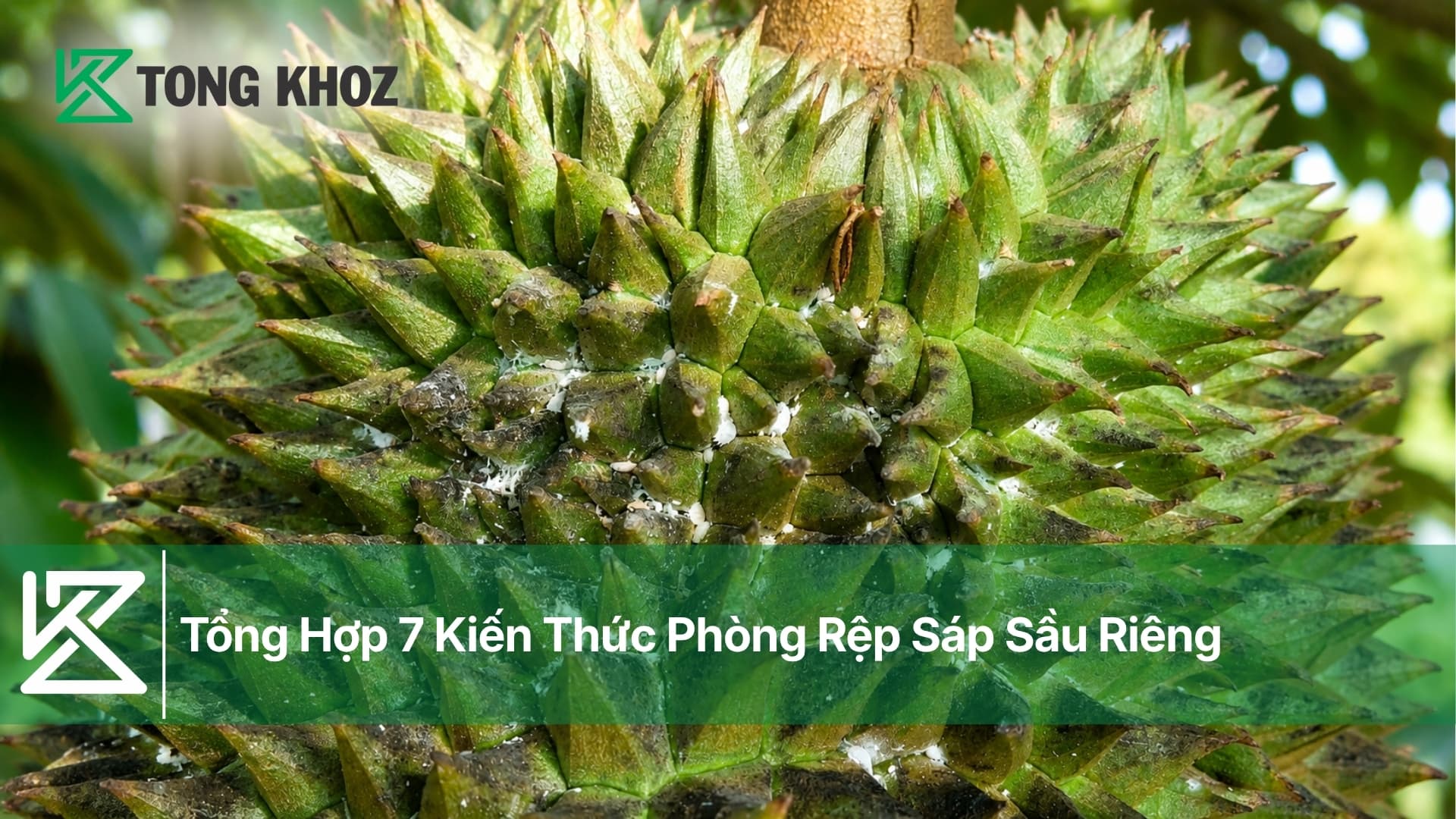Tổng Hợp 7 Kiến Thức Phòng Rệp Sáp Sầu Riêng
