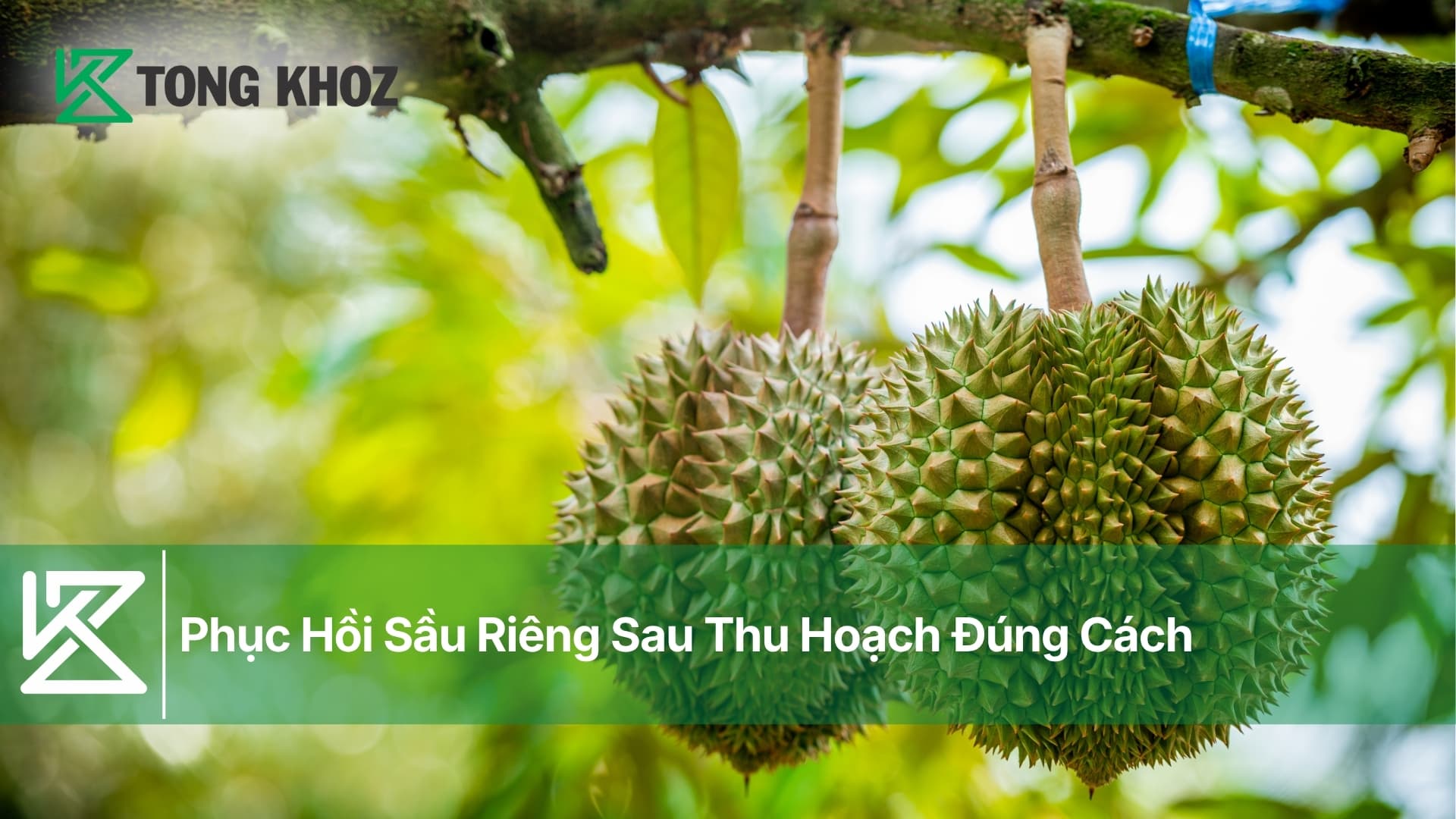 Phục Hồi Sầu Riêng Sau Thu Hoạch Đúng Cách