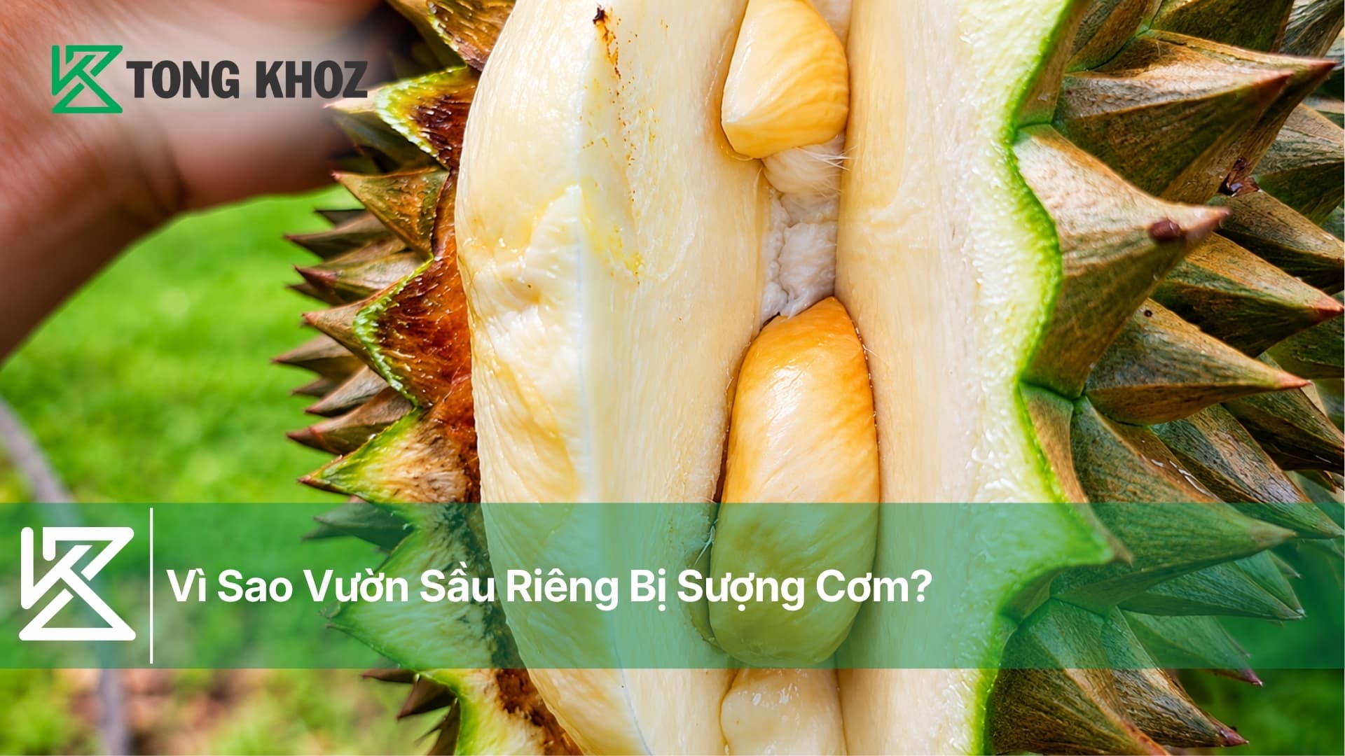 Vì Sao Vườn Sầu Riêng Bị Sượng Cơm?