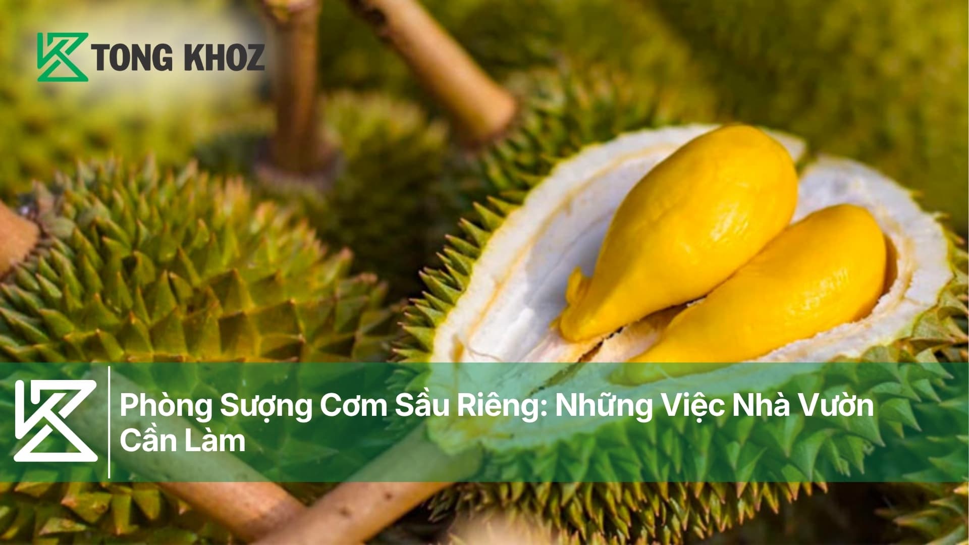 Phòng Sượng Cơm Sầu Riêng: Những Việc Nhà Vườn Cần Làm