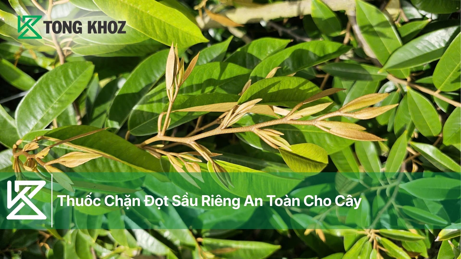 Thuốc Chặn Đọt Sầu Riêng An Toàn Cho Cây