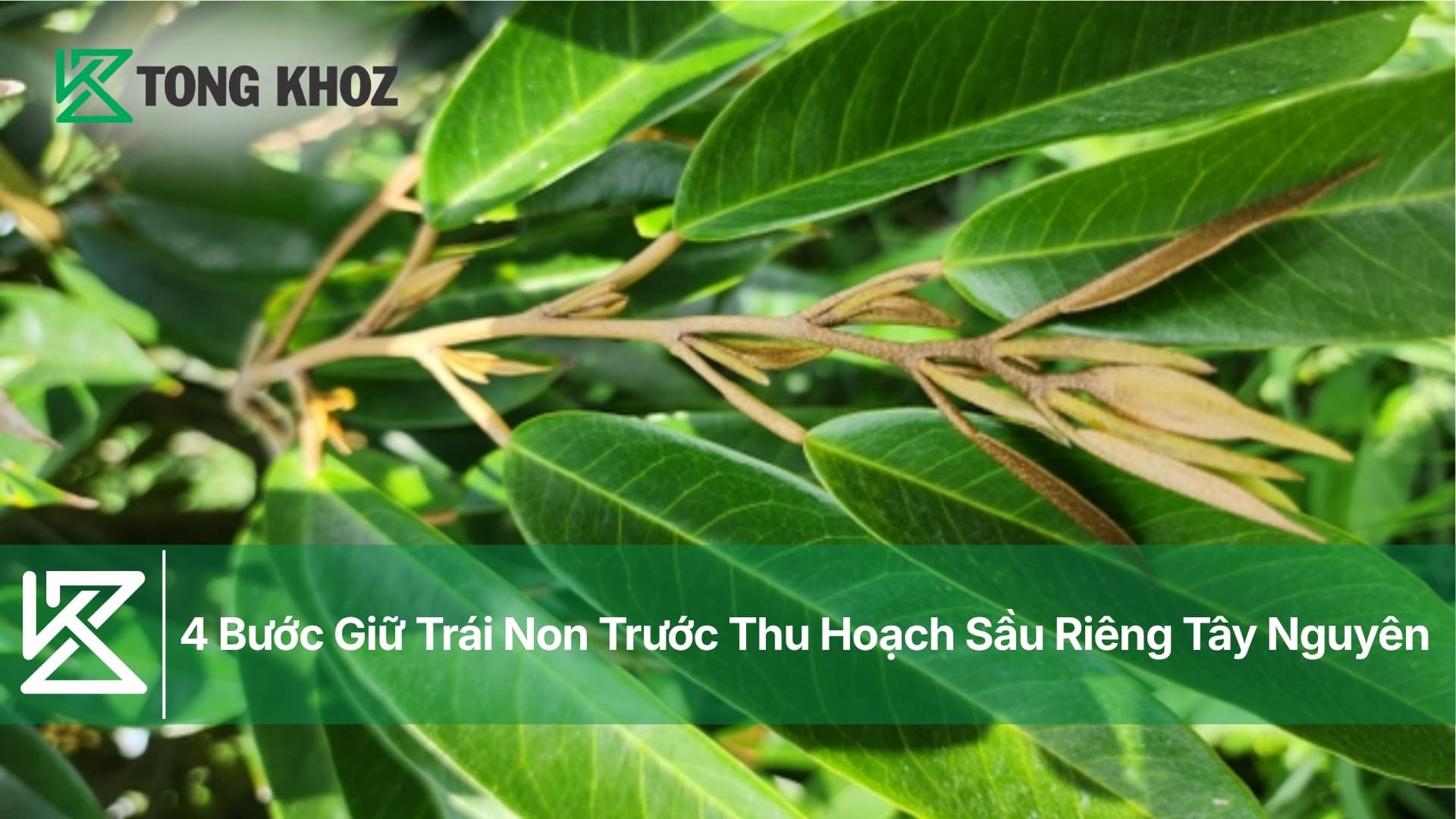 4 Bước Giữ Trái Non Trước Thu Hoạch Sầu Riêng Tây Nguyên