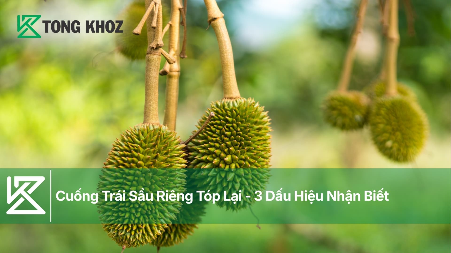 Cuống Trái Sầu Riêng Tóp Lại - 3 Dấu Hiệu Nhận Biết