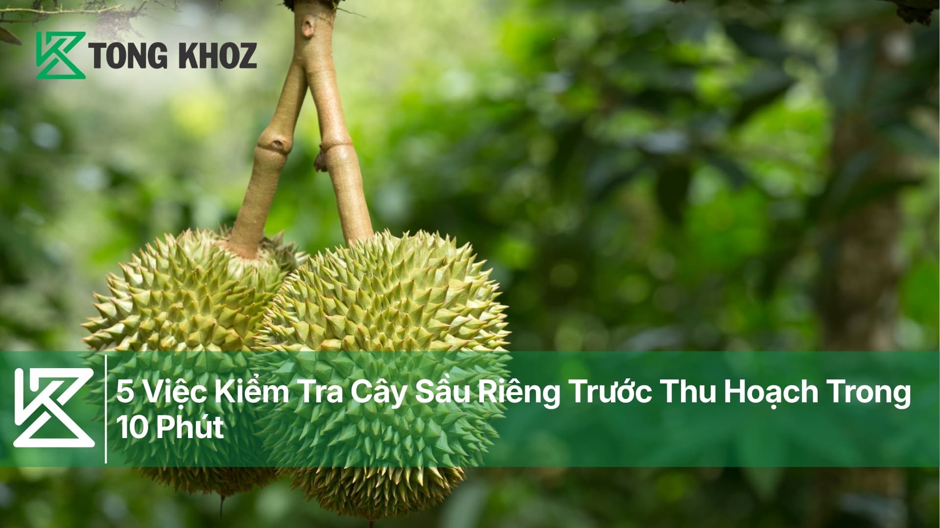 5 Việc Kiểm Tra Cây Sầu Riêng Trước Thu Hoạch Trong 10 Phút