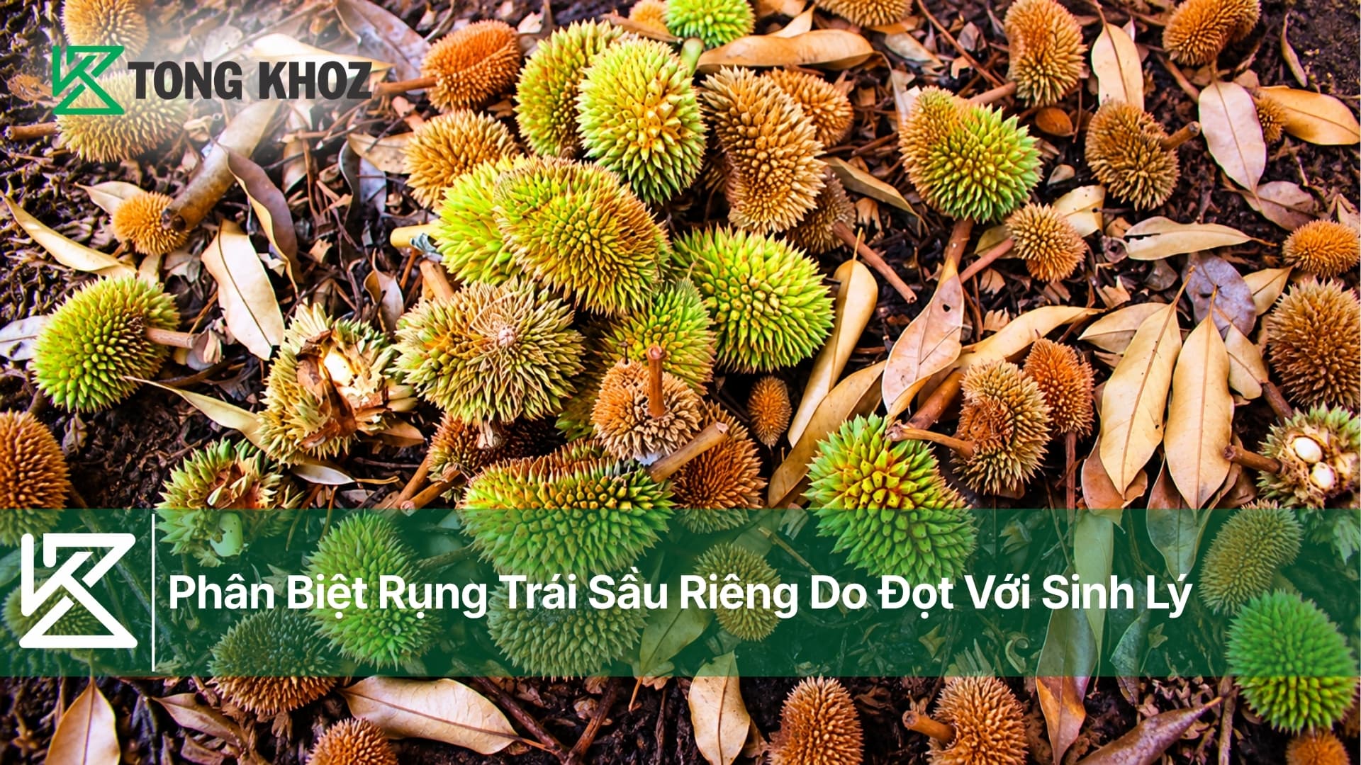 Phân Biệt Rụng Trái Sầu Riêng Do Đọt Với Sinh Lý
