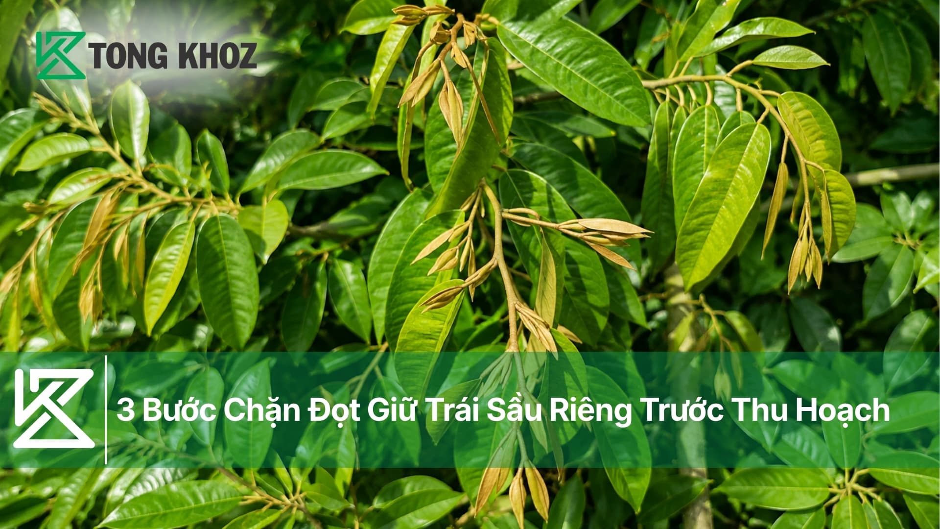 3 Bước Chặn Đọt Giữ Trái Sầu Riêng Trước Thu Hoạch Tây Nguyên