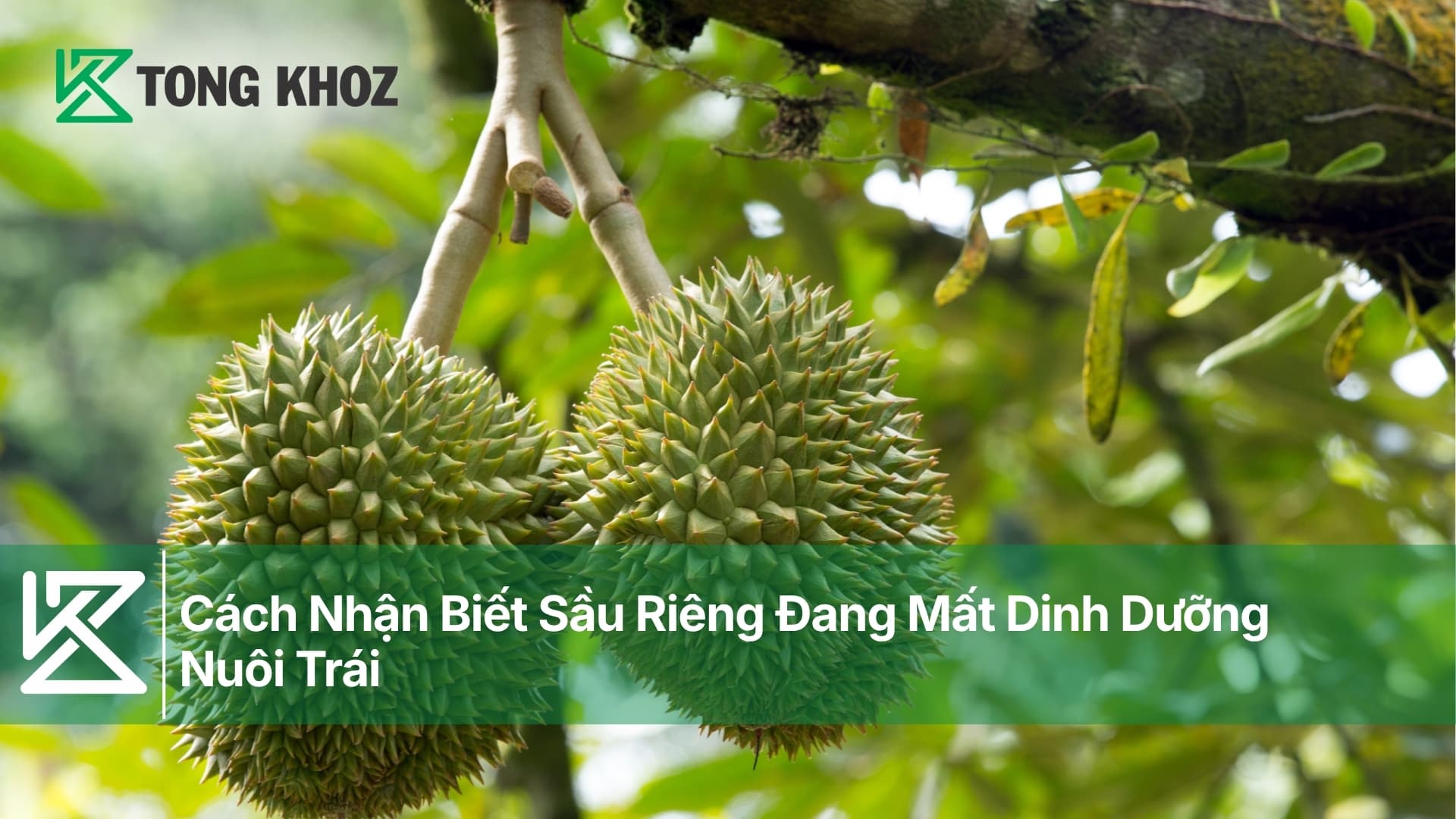 Cách Nhận Biết Sầu Riêng Đang Mất Dinh Dưỡng Nuôi Trái