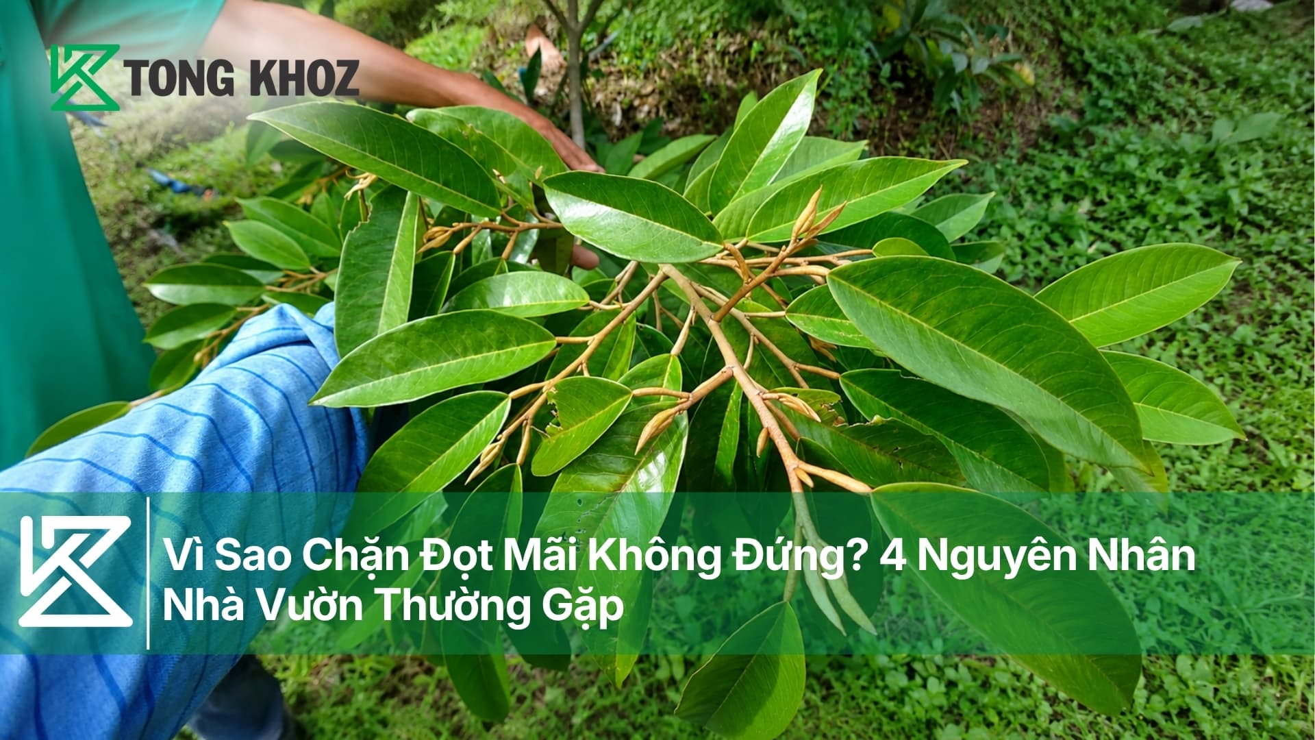 Vì Sao Chặn Đọt Mãi Không Đứng? 4 Nguyên Nhân Nhà Vườn Thường Gặp
