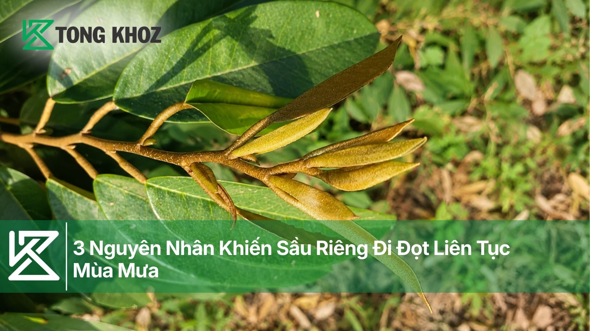 3 Nguyên Nhân Khiến Sầu Riêng Đi Đọt Liên Tục Mùa Mưa