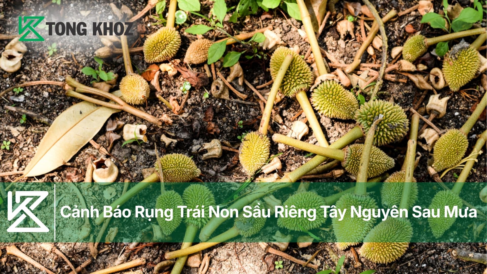 Cảnh Báo Rụng Trái Non Sầu Riêng Tây Nguyên Sau Mưa