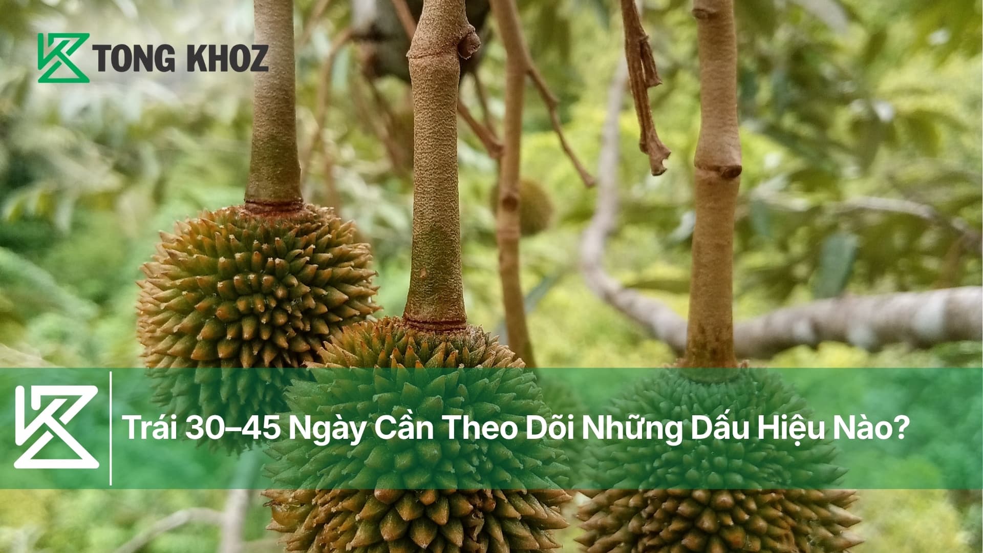 Trái Sầu Riêng 30–45 Ngày Cần Theo Dõi Những Dấu Hiệu Nào?
