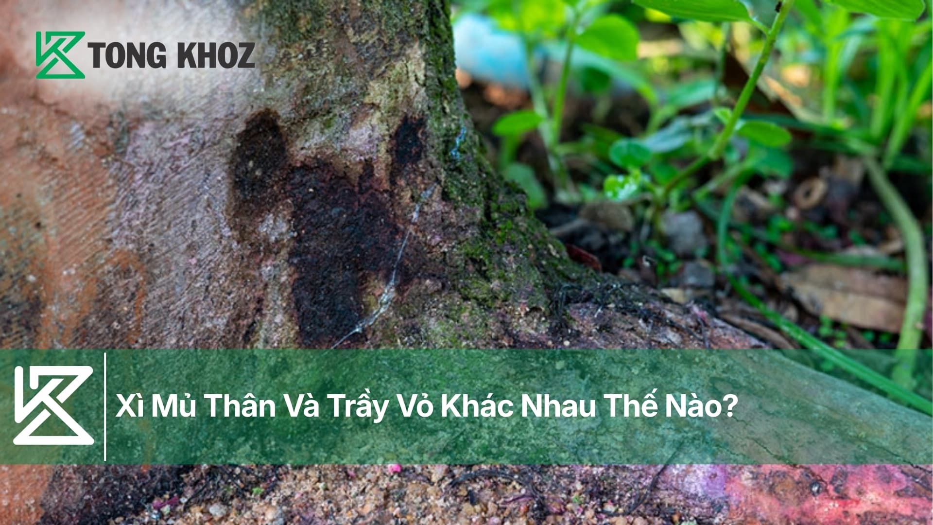 Xì Mủ Thân Và Trầy Vỏ Khác Nhau Thế Nào?