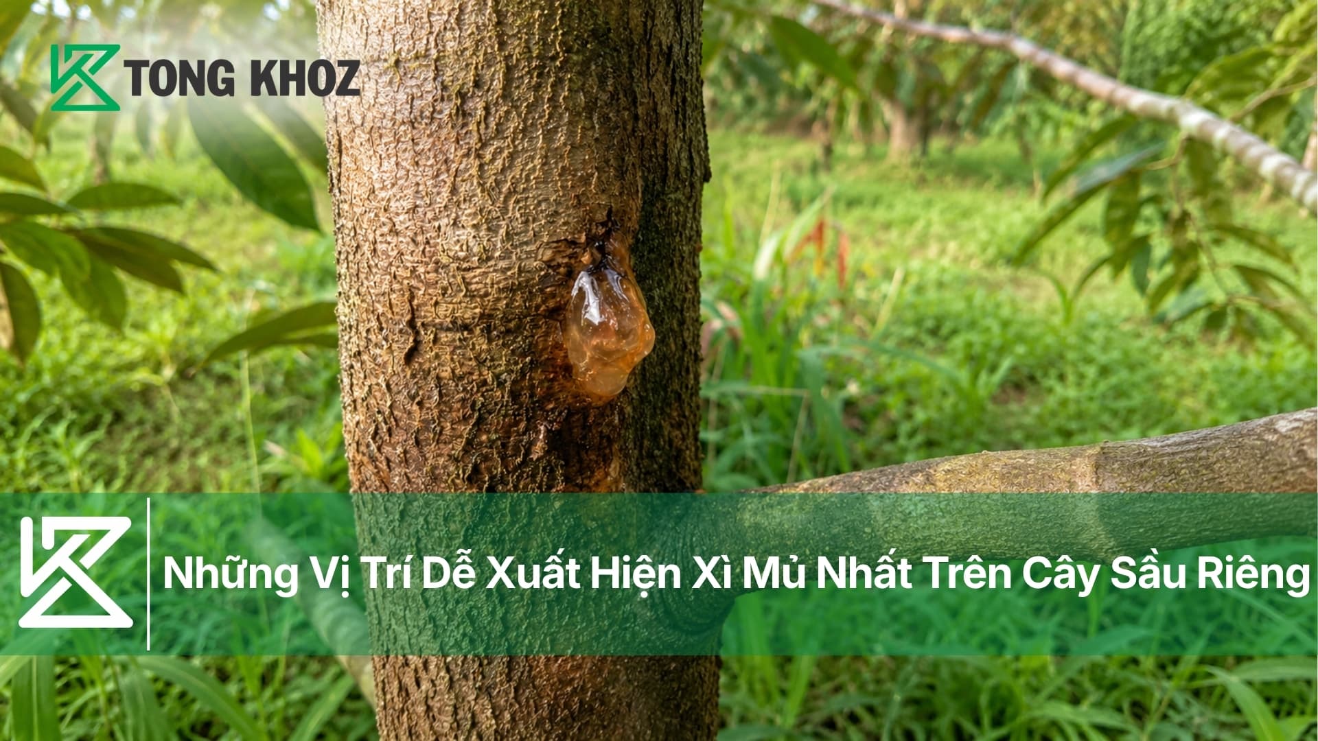 Những Vị Trí Dễ Xuất Hiện Xì Mủ Nhất Trên Cây Sầu Riêng
