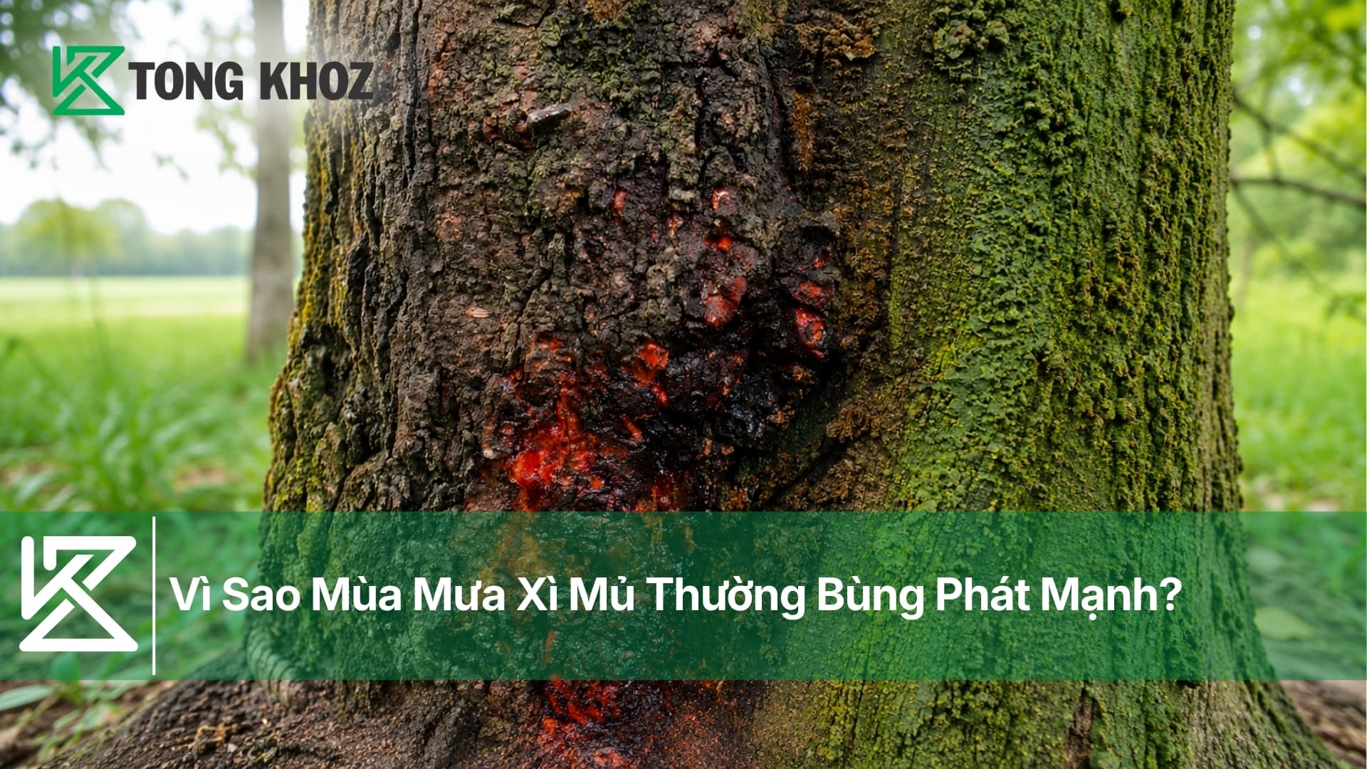 Vì Sao Mùa Mưa Xì Mủ Thường Bùng Phát Mạnh?