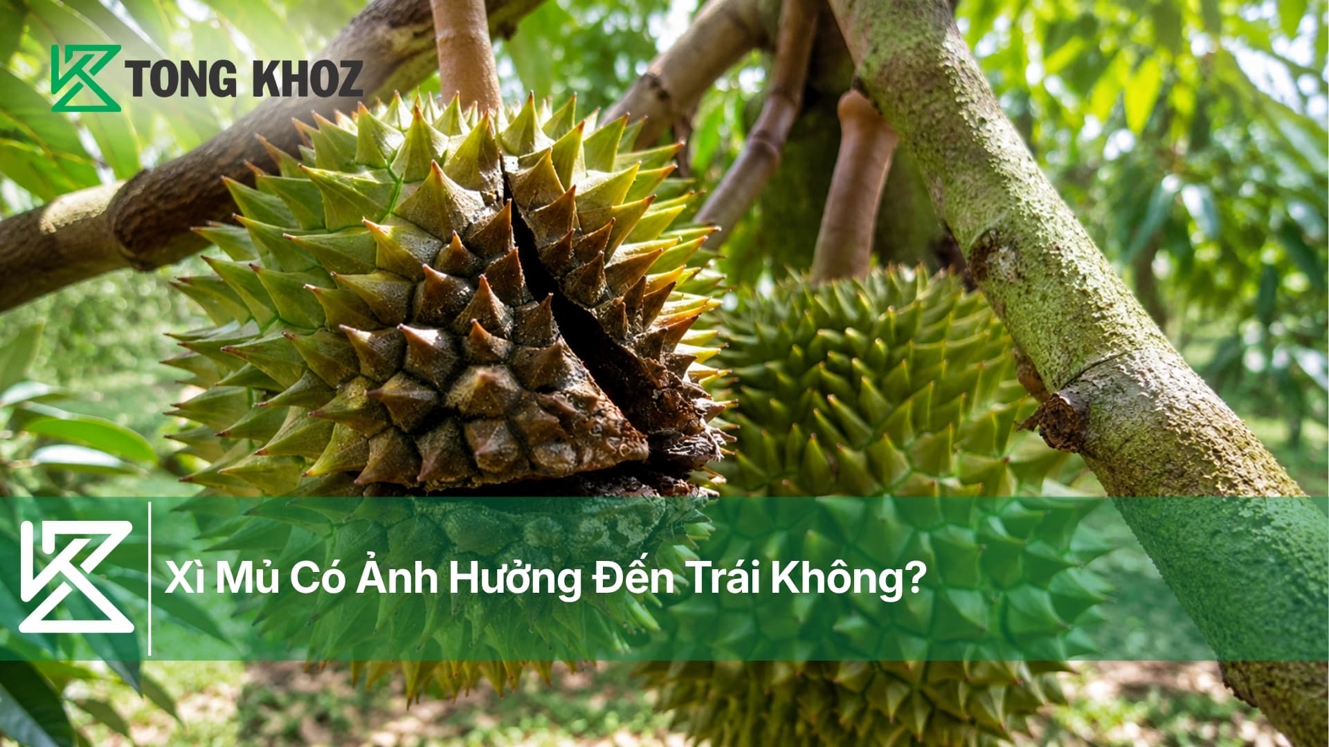 Xì Mủ Có Ảnh Hưởng Đến Trái Không?