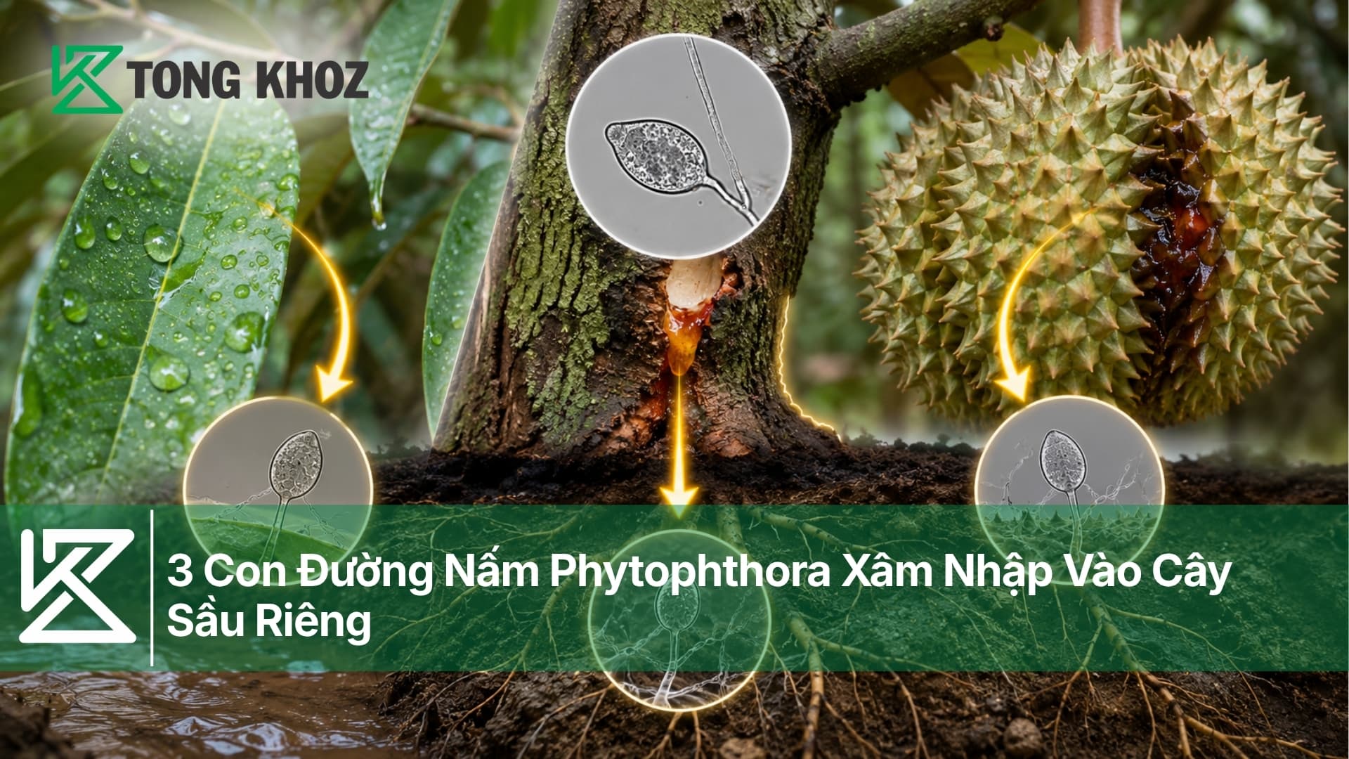 3 Con Đường Nấm Phytophthora Xâm Nhập Vào Cây Sầu Riêng