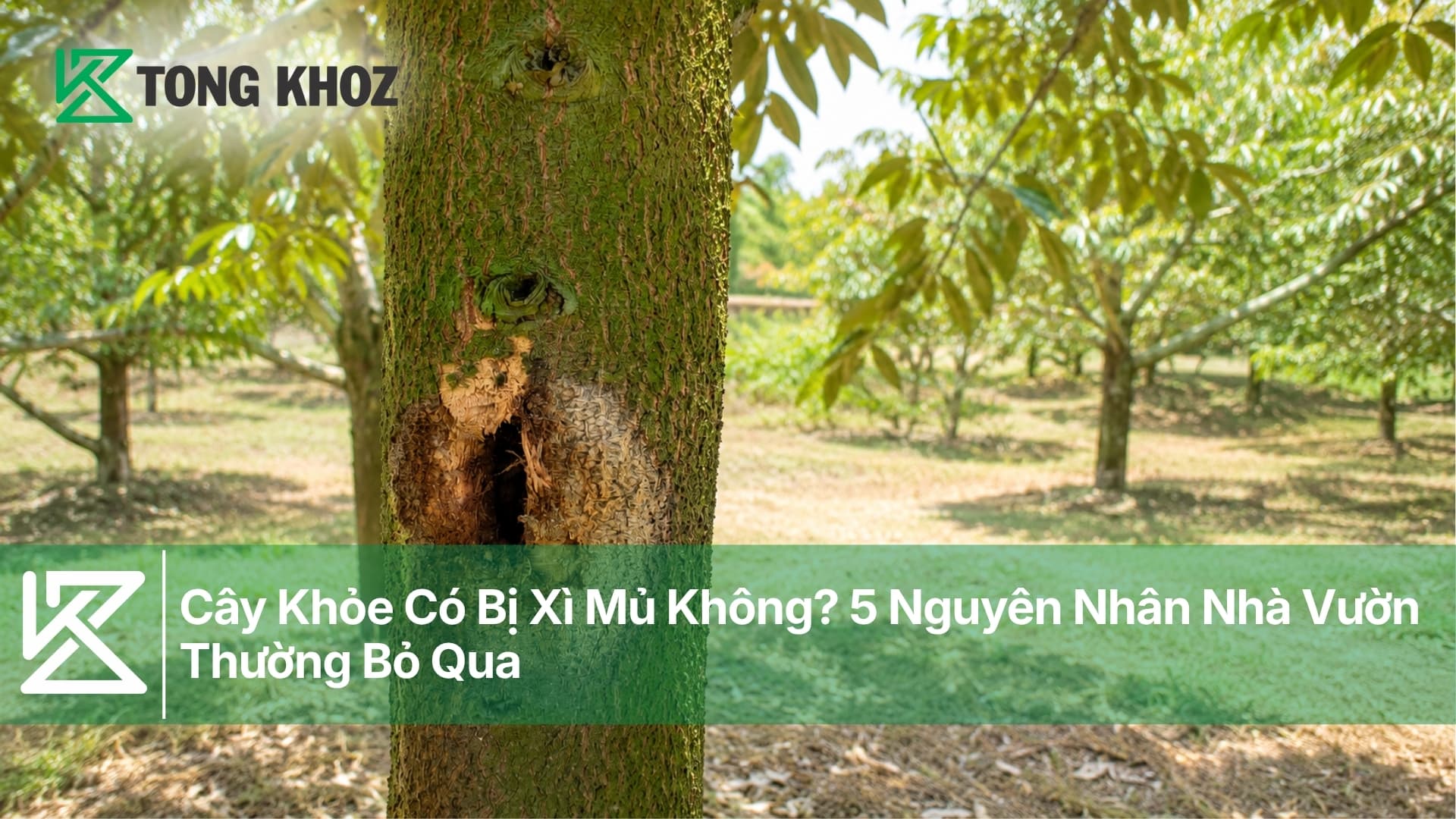 Cây Khỏe Có Bị Xì Mủ Không? 5 Nguyên Nhân Nhà Vườn Thường Bỏ Qua
