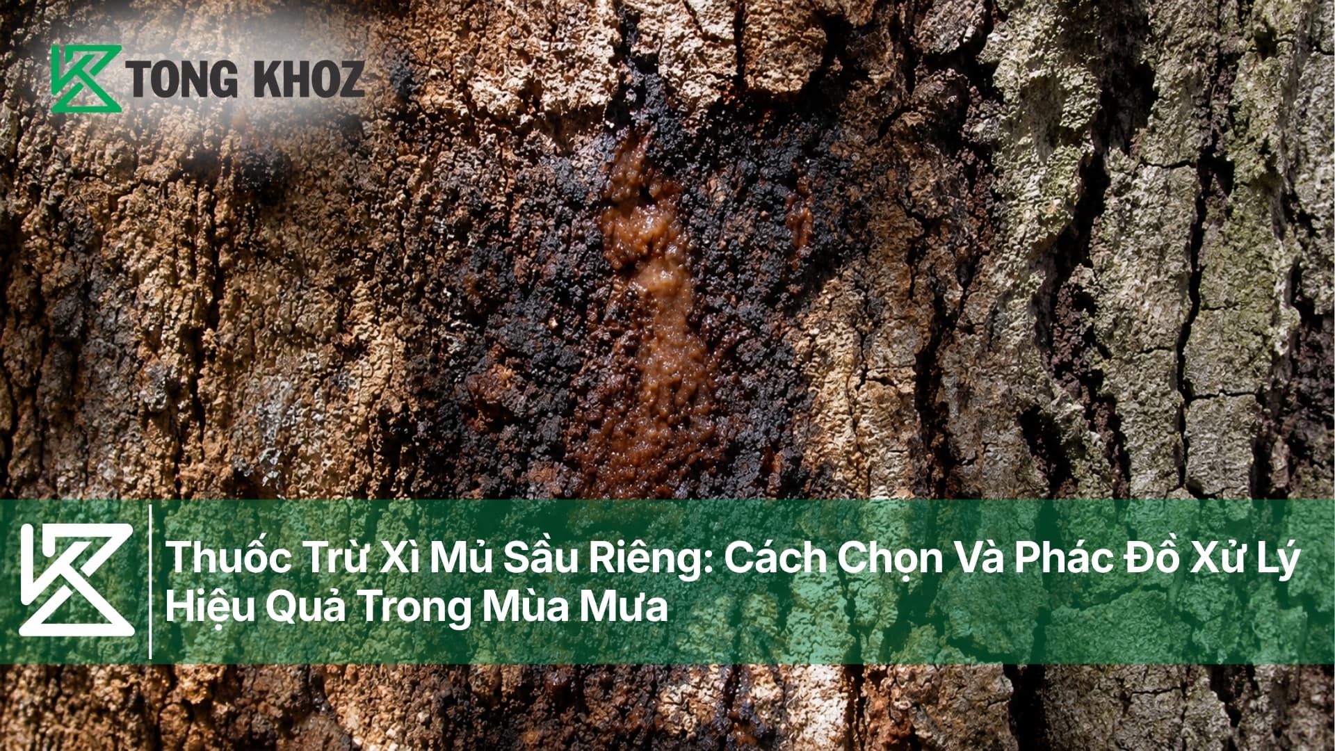 Thuốc Trừ Xì Mủ Sầu Riêng: Cách Chọn Và Phác Đồ Xử Lý Hiệu Quả Trong Mùa Mưa