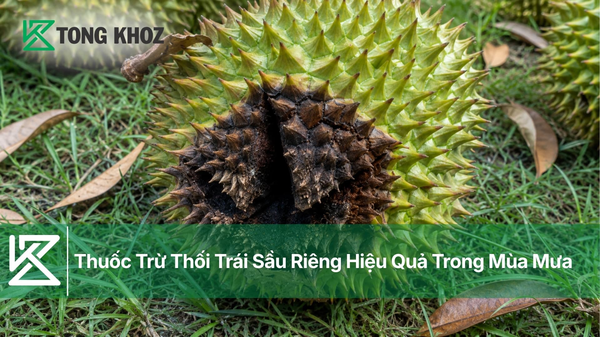 Thuốc Trừ Thối Trái Sầu Riêng Hiệu Quả Trong Mùa Mưa
