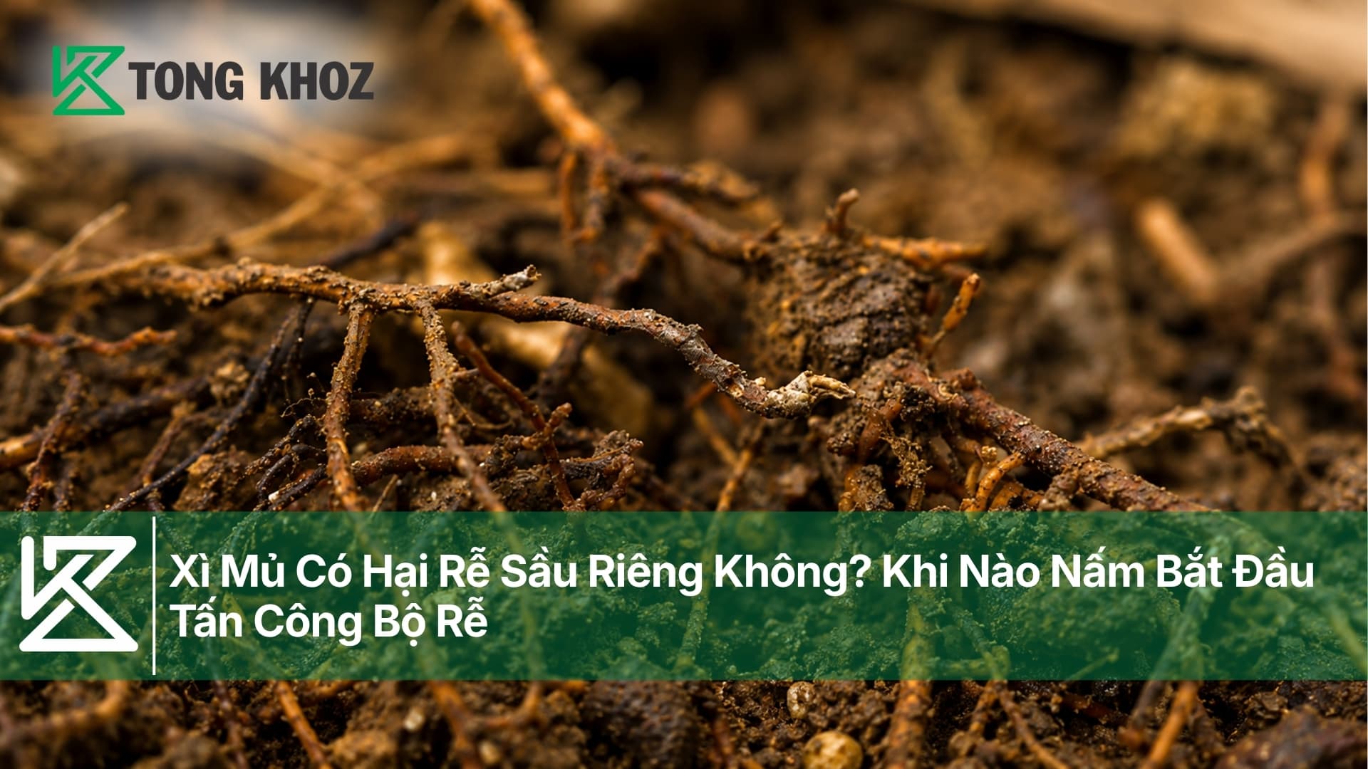 Xì Mủ Có Hại Rễ Sầu Riêng Không? Khi Nào Nấm Bắt Đầu Tấn Công Bộ Rễ
