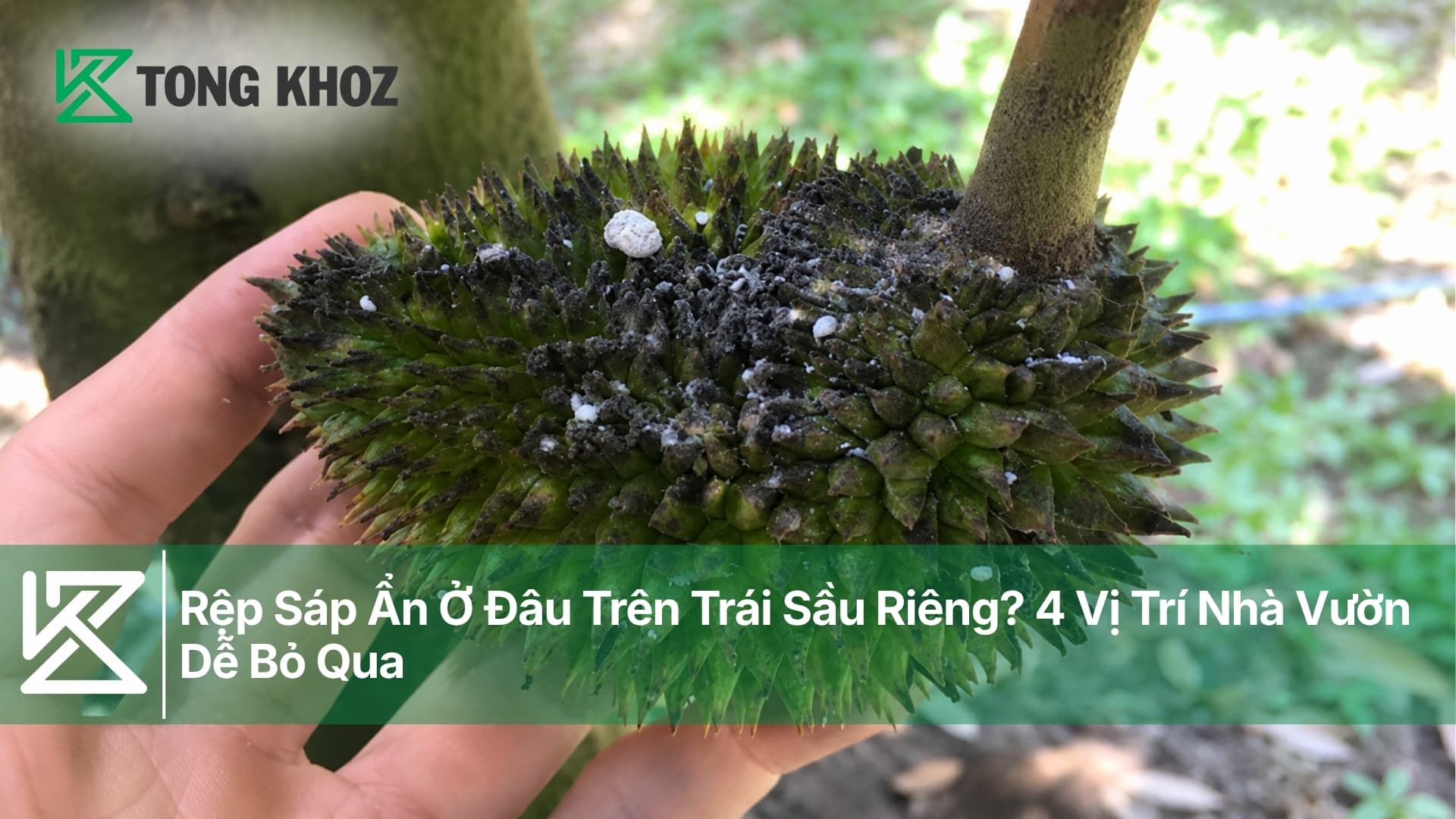Rệp Sáp Ẩn Ở Đâu Trên Trái Sầu Riêng? 4 Vị Trí Nhà Vườn Dễ Bỏ Qua