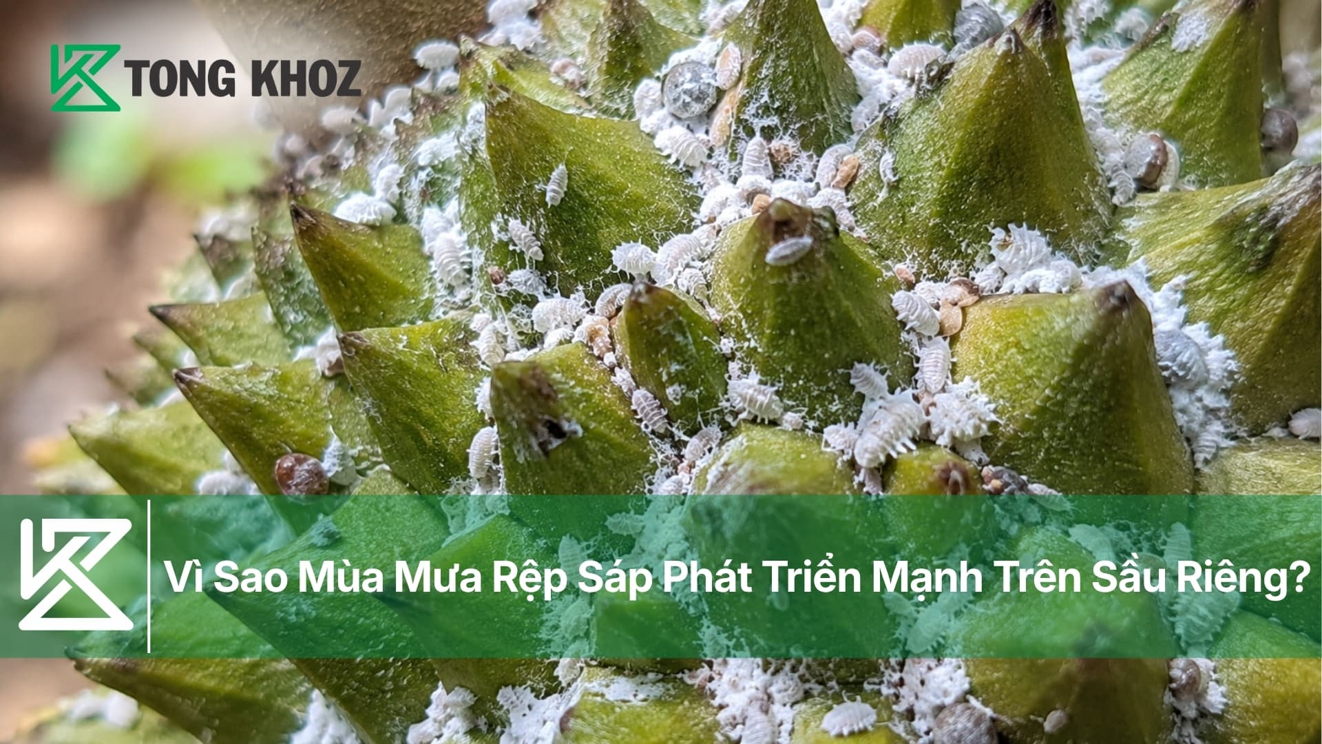 Vì Sao Mùa Mưa Rệp Sáp Phát Triển Mạnh Trên Sầu Riêng?