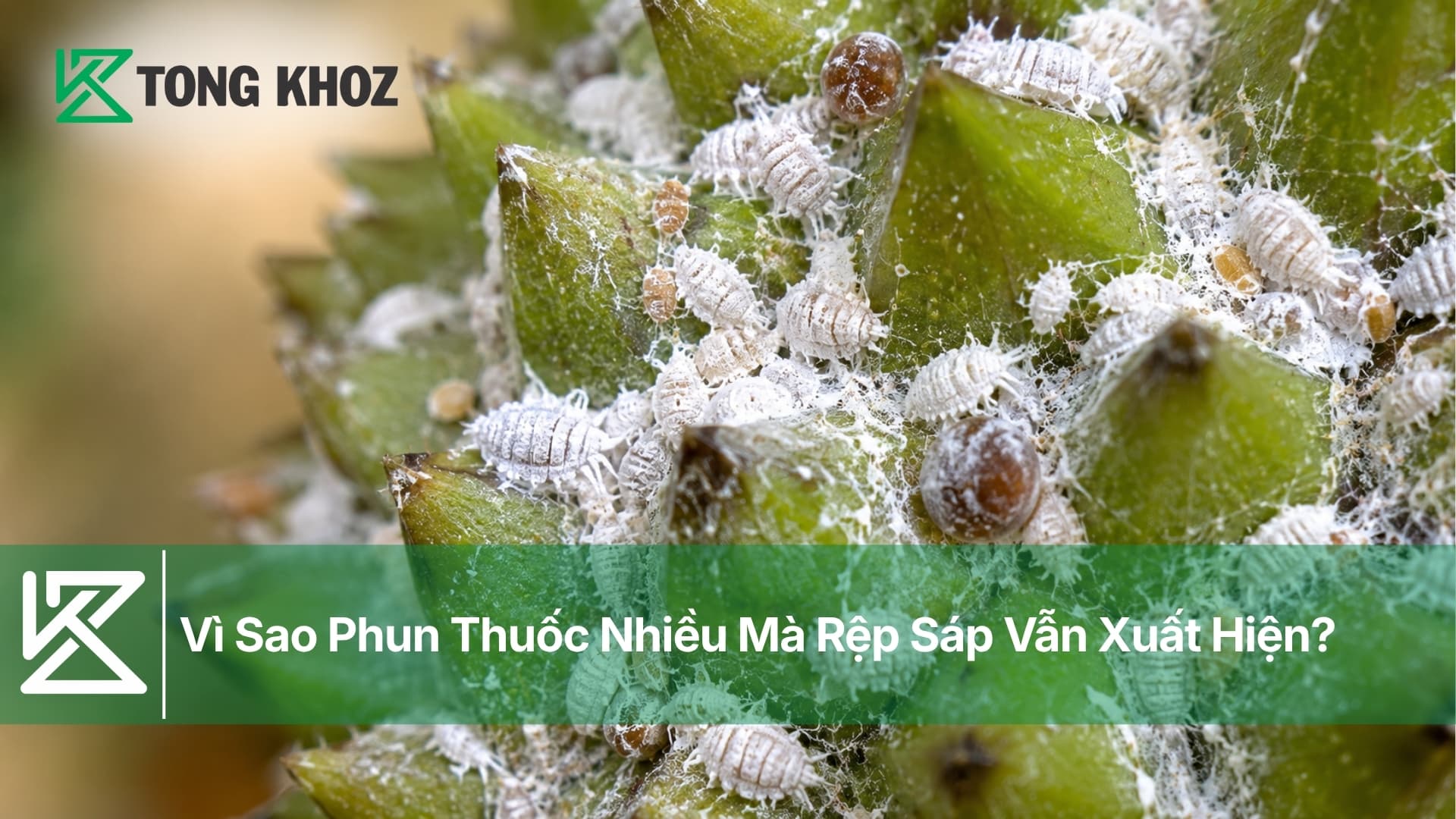 Vì Sao Phun Thuốc Nhiều Mà Rệp Sáp Vẫn Xuất Hiện?