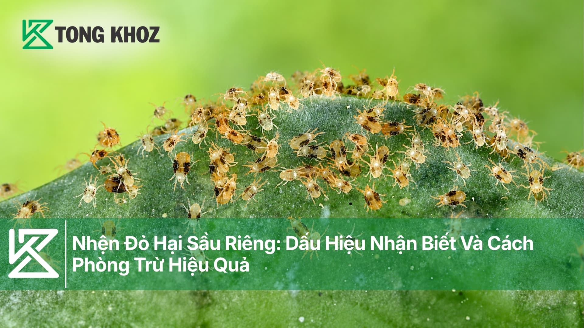 Nhện Đỏ Hại Sầu Riêng: Dấu Hiệu Nhận Biết Và Cách Phòng Trừ Hiệu Quả