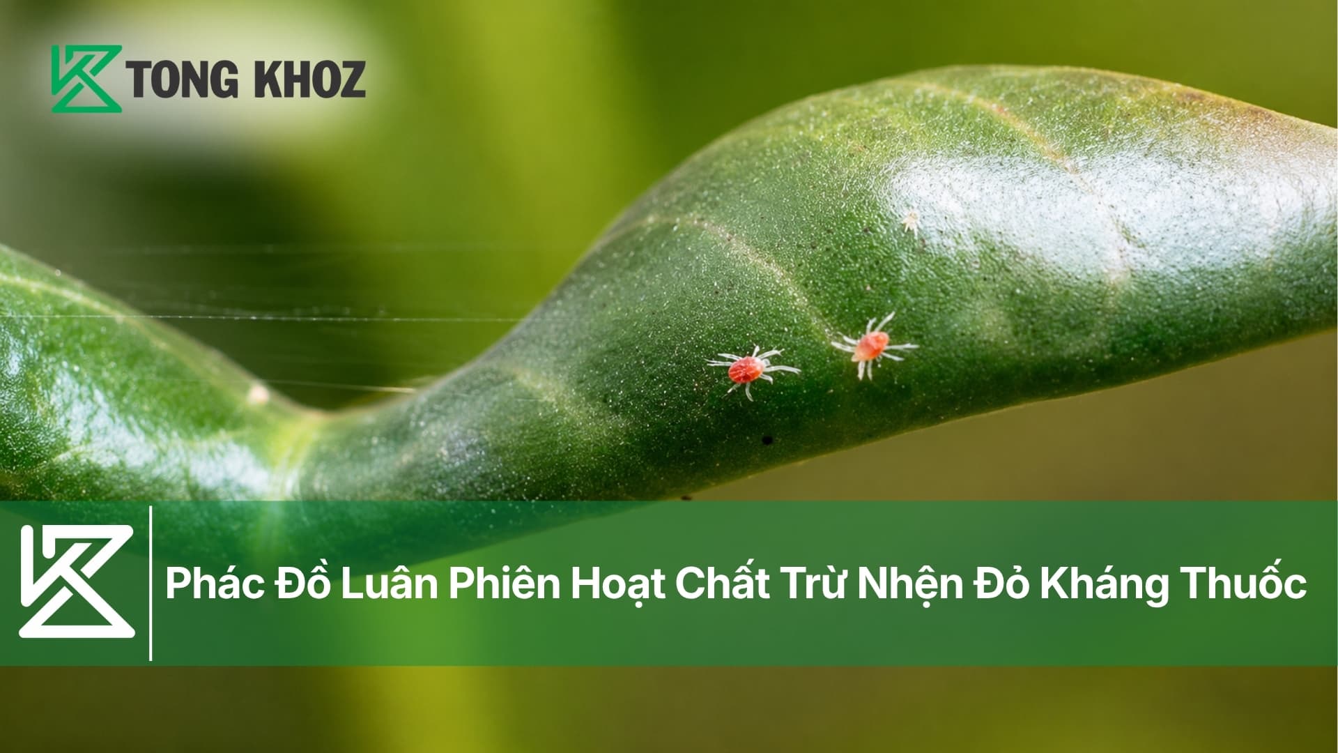Phác Đồ Luân Phiên Hoạt Chất Trừ Nhện Đỏ Kháng Thuốc