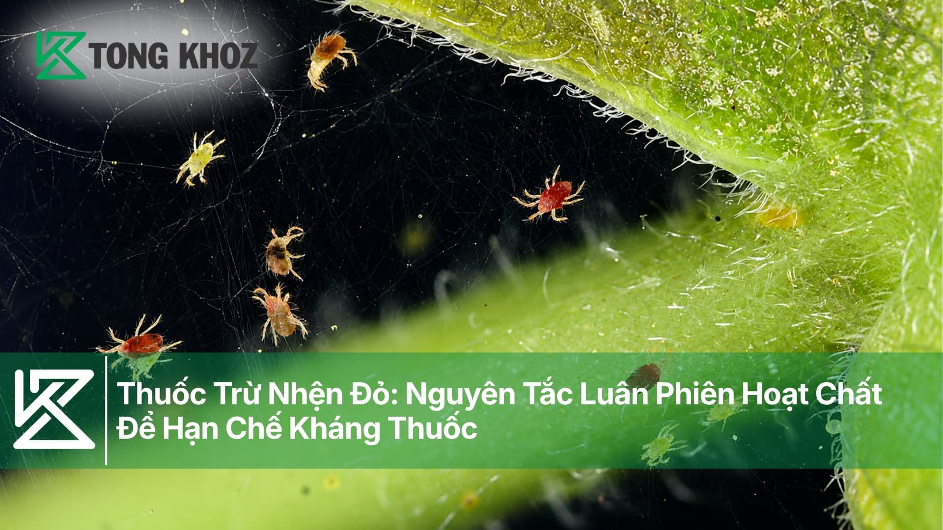 Thuốc Trừ Nhện Đỏ: Nguyên Tắc Luân Phiên Hoạt Chất Để Hạn Chế Kháng Thuốc