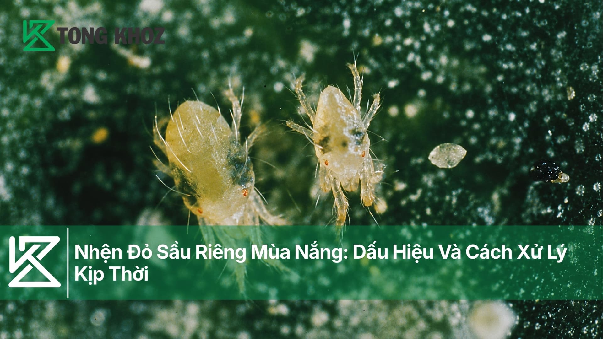 Nhện Đỏ Sầu Riêng Mùa Nắng: Dấu Hiệu Và Cách Xử Lý Kịp Thời