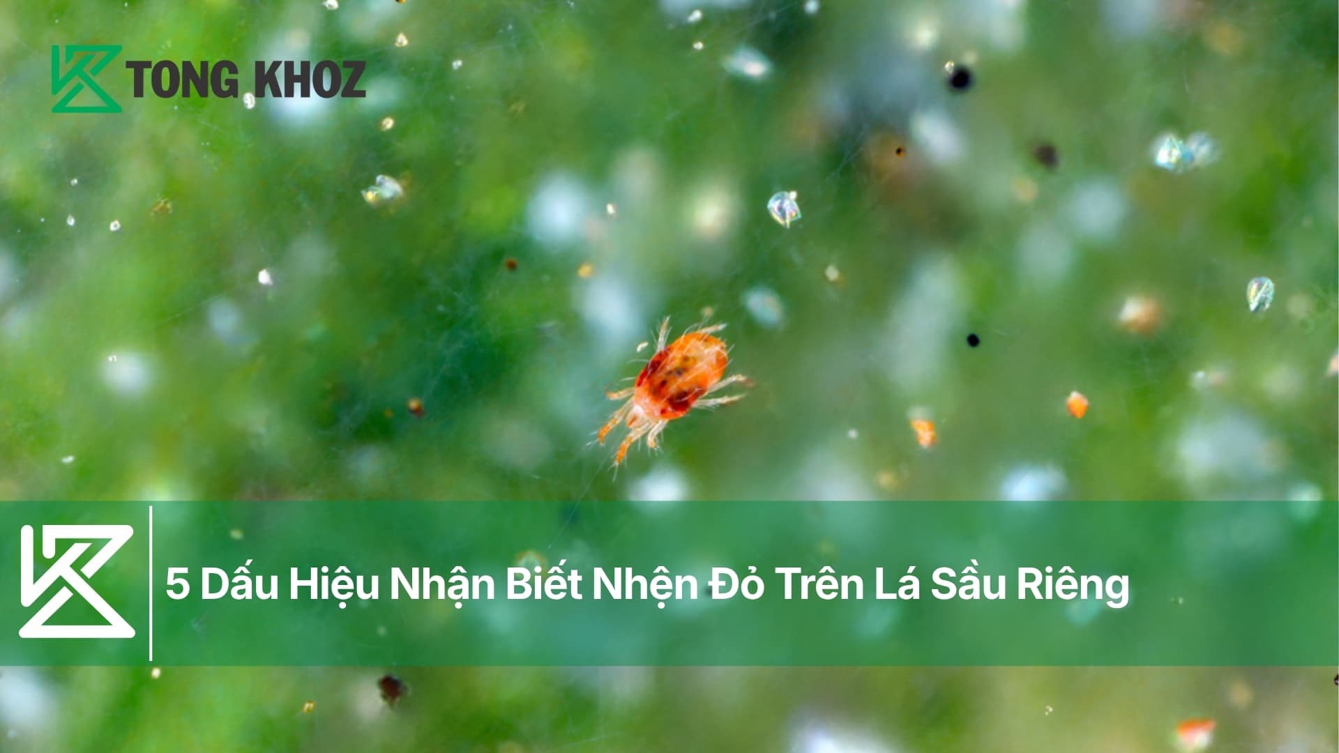 5 Dấu Hiệu Nhận Biết Nhện Đỏ Trên Lá Sầu Riêng
