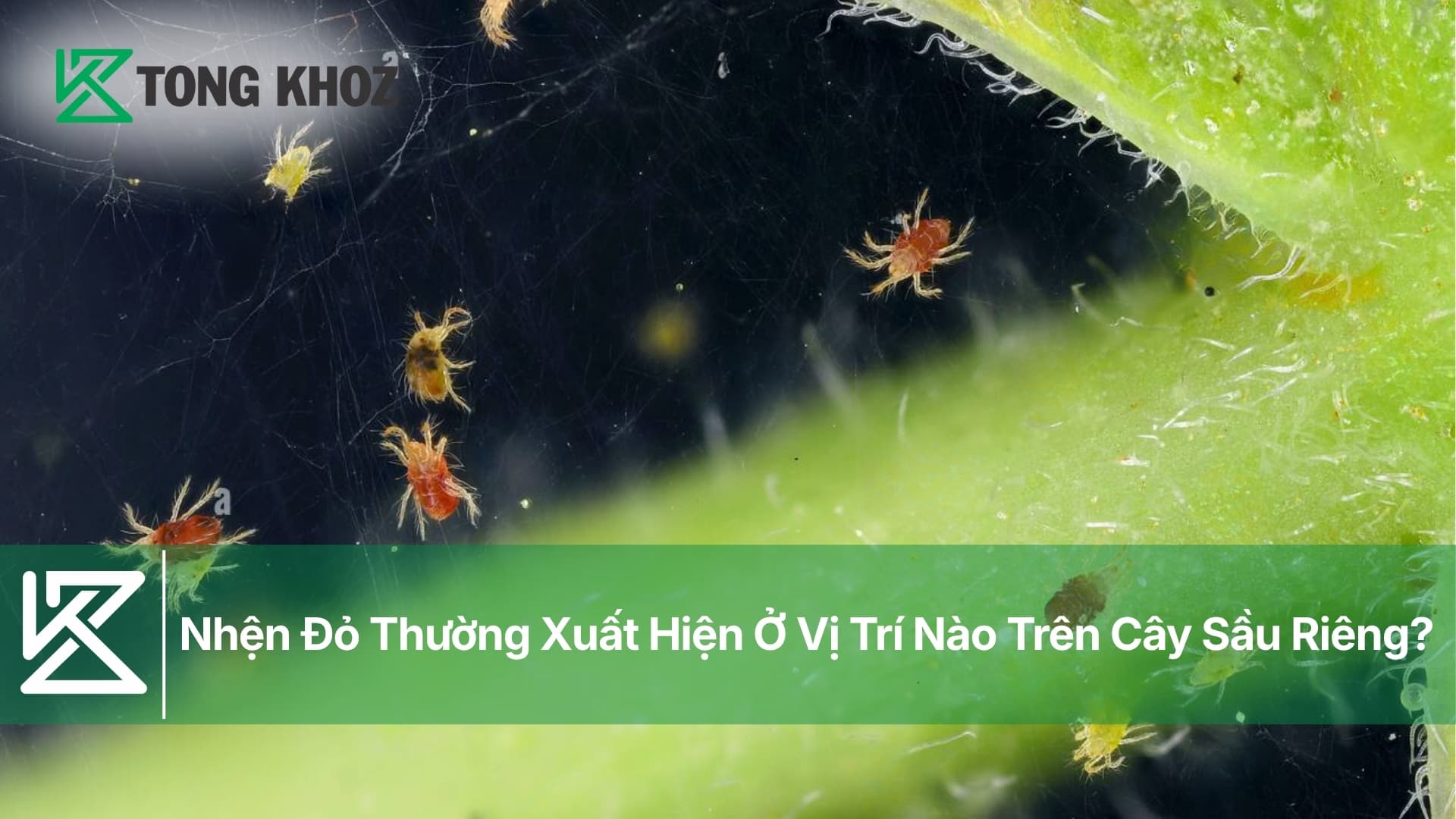 Nhện Đỏ Thường Xuất Hiện Ở Vị Trí Nào Trên Cây Sầu Riêng?