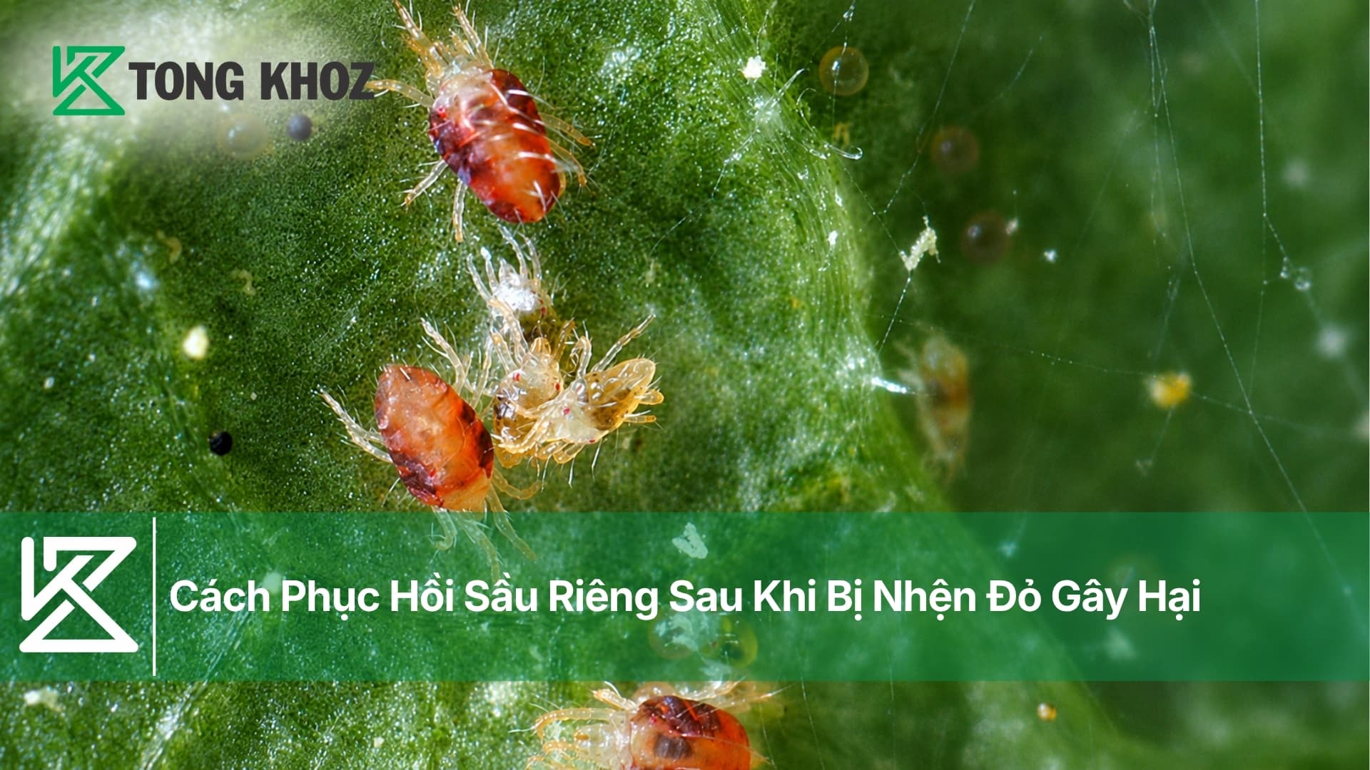 Cách Phục Hồi Sầu Riêng Sau Khi Bị Nhện Đỏ Gây Hại