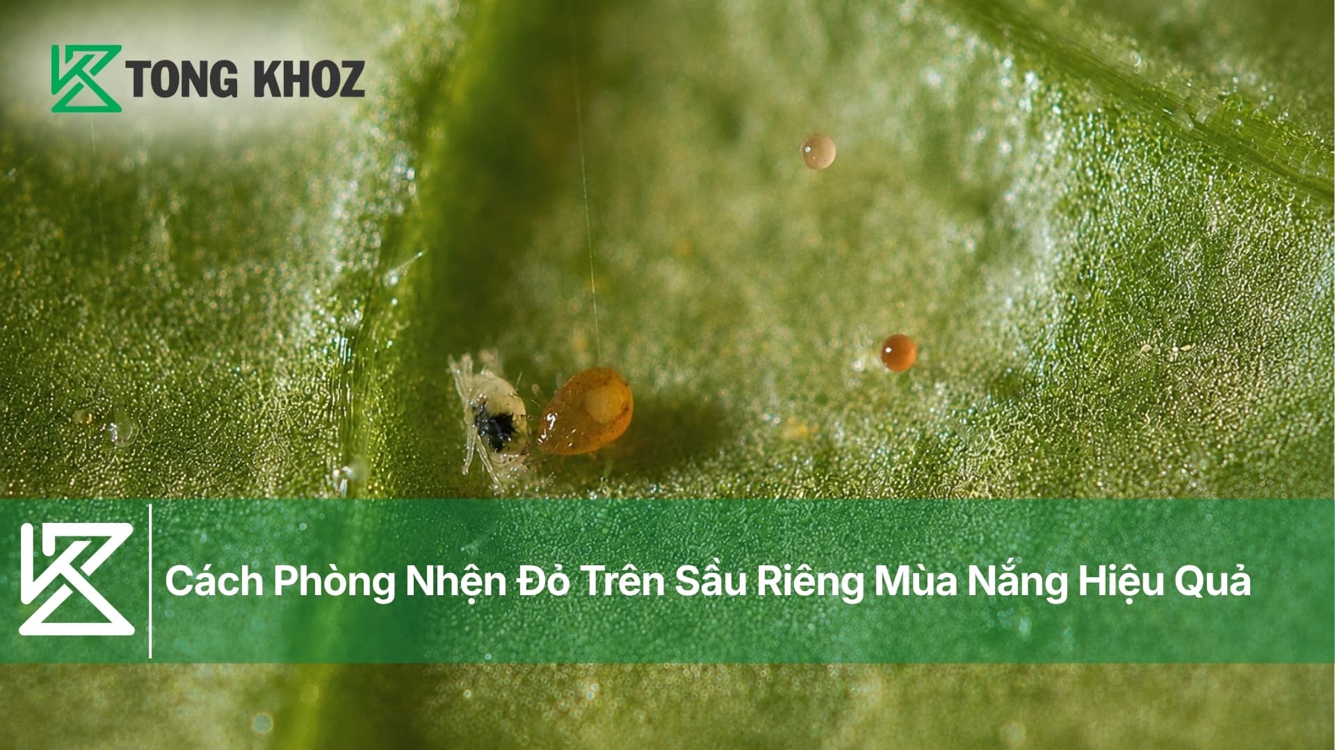 Cách Phòng Nhện Đỏ Trên Sầu Riêng Mùa Nắng Hiệu Quả