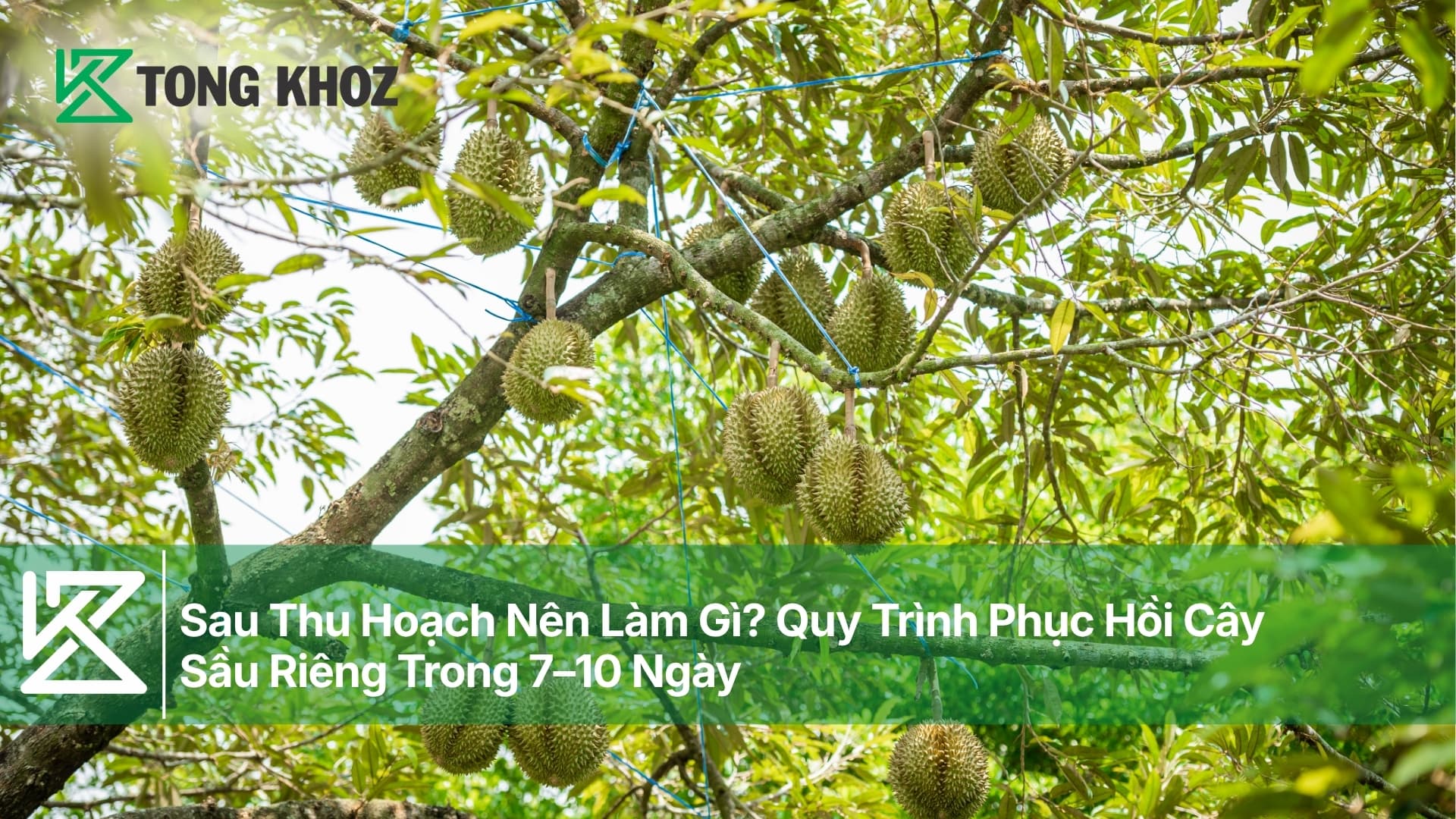 Sau Thu Hoạch Nên Làm Gì? Quy Trình Phục Hồi Cây Sầu Riêng Trong 7–10 Ngày