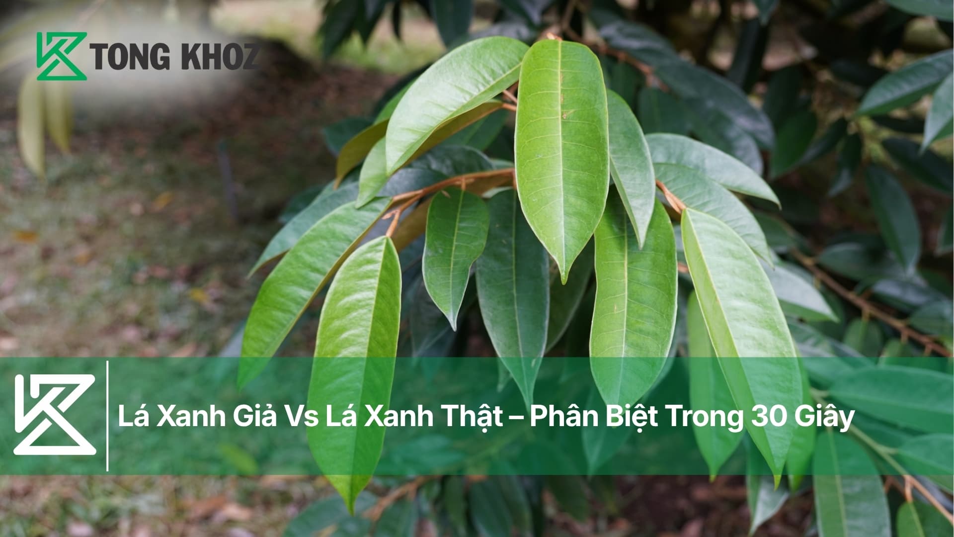 Lá Xanh Giả Vs Lá Xanh Thật – Phân Biệt Trong 30 Giây