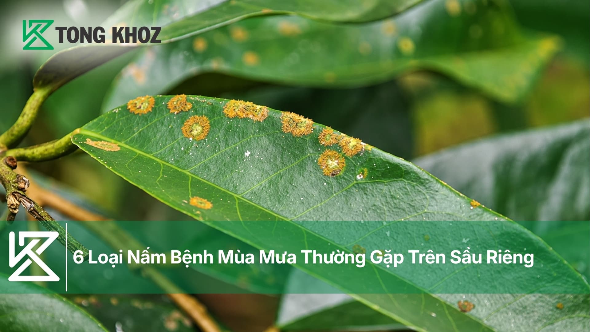 6 Loại Nấm Bệnh Mùa Mưa Thường Gặp Trên Sầu Riêng
