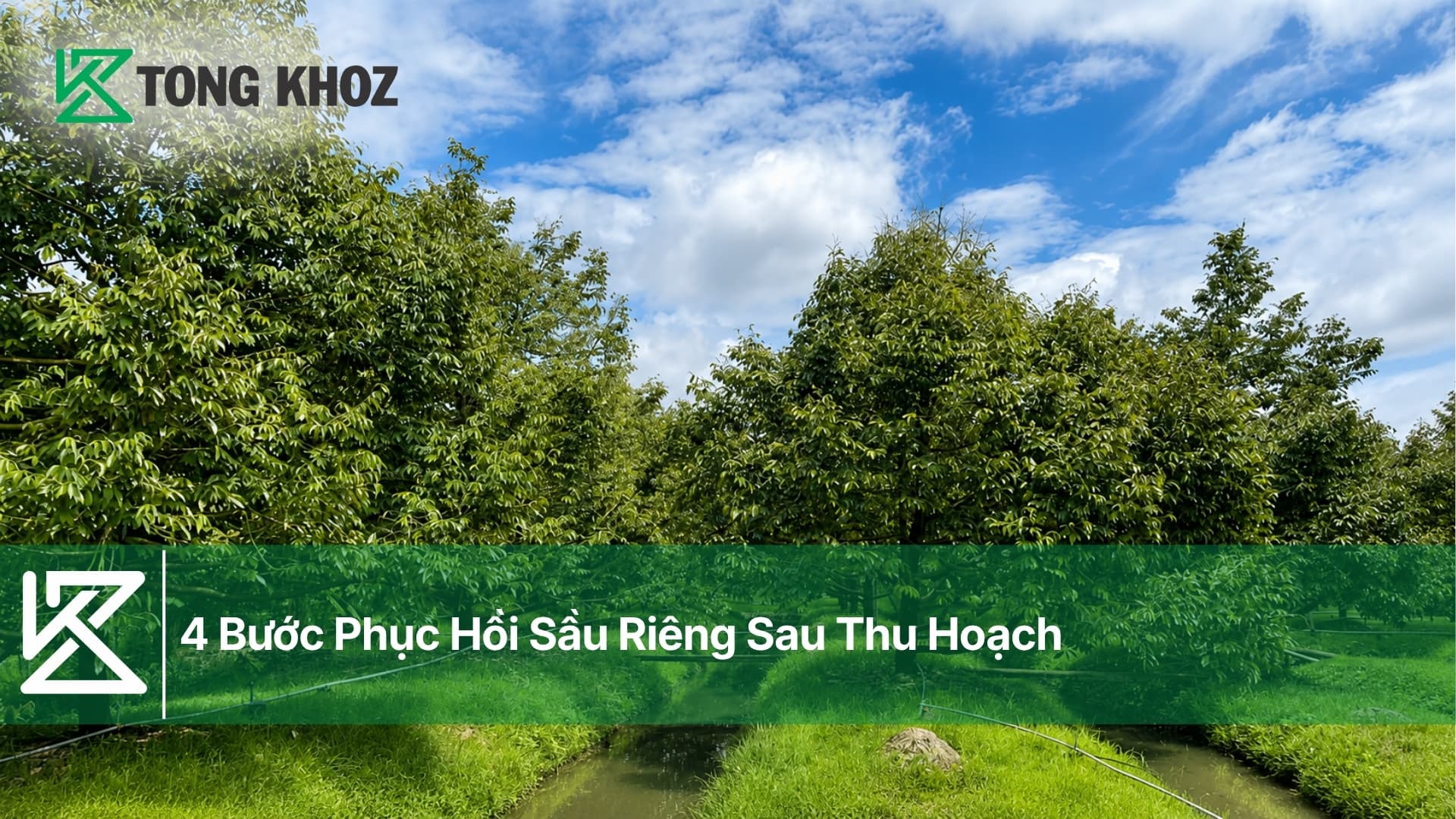 4 Bước Phục Hồi Sầu Riêng Sau Thu Hoạch