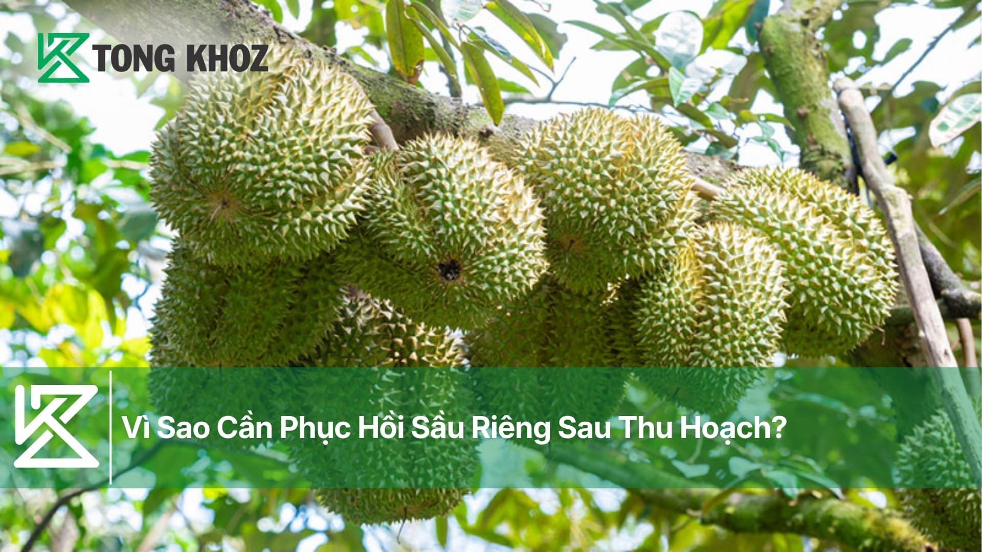 Vì Sao Cần Phục Hồi Sầu Riêng Sau Thu Hoạch?